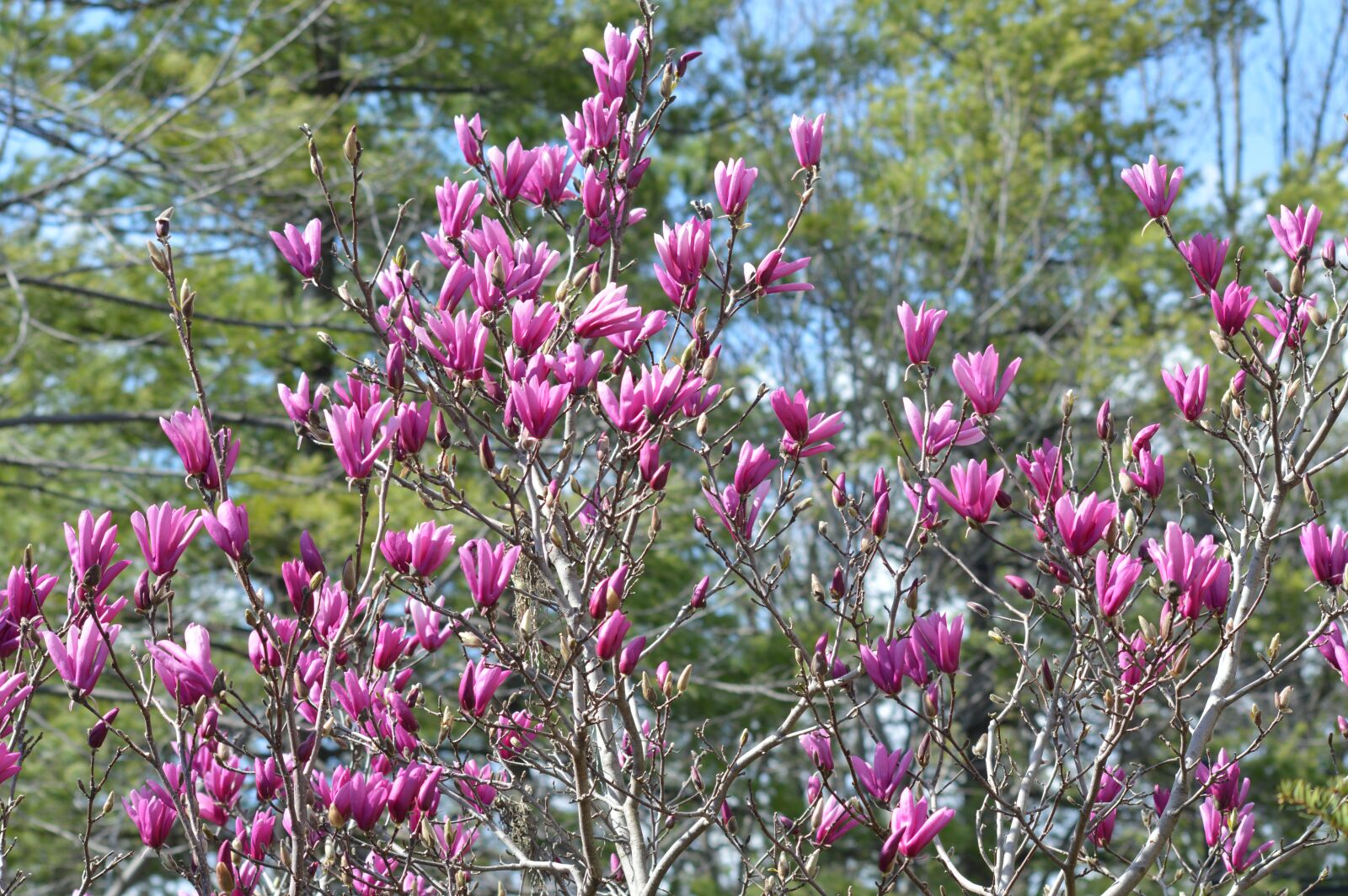 Nikon D3200 sample photo. Saucer magnolia, japanese magnolia photography