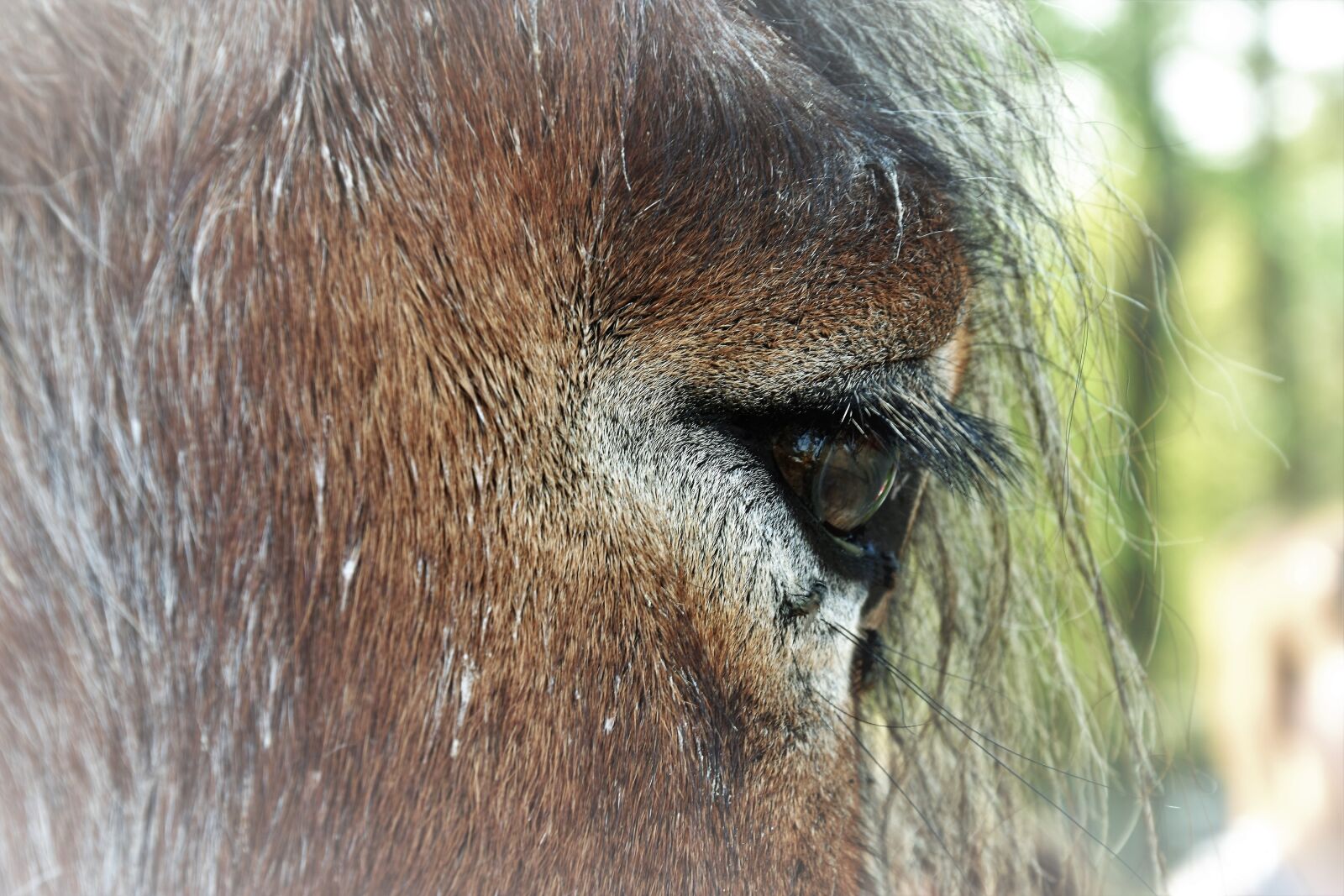 Nikon D3400 sample photo. Horse, eye, animal photography