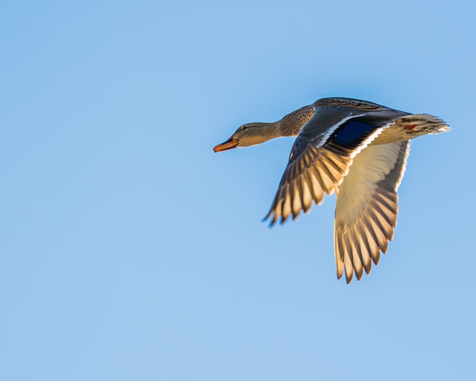 Canon EOS 7D Mark II sample photo. Duck, flying, sky photography