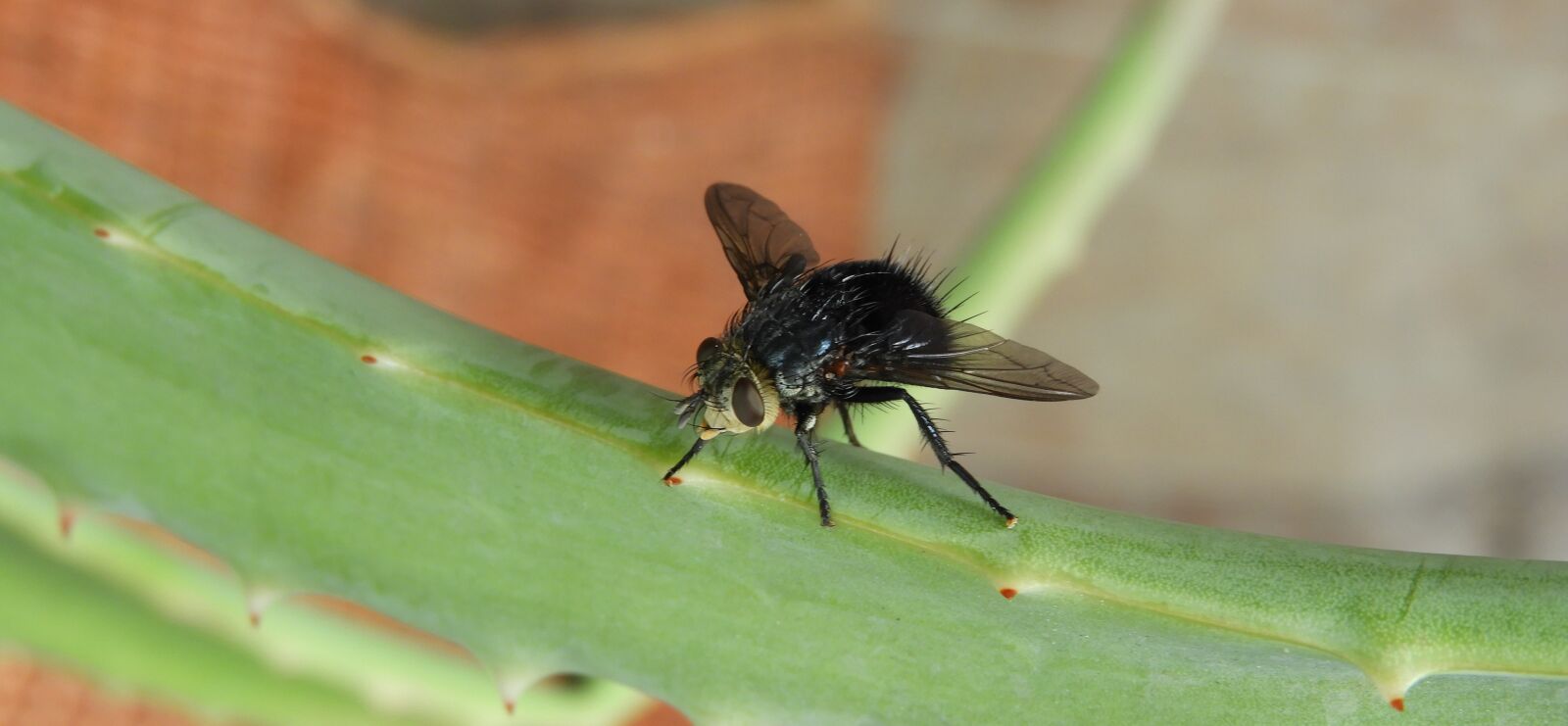 Nikon Coolpix B700 sample photo. Macro, nature, insect photography