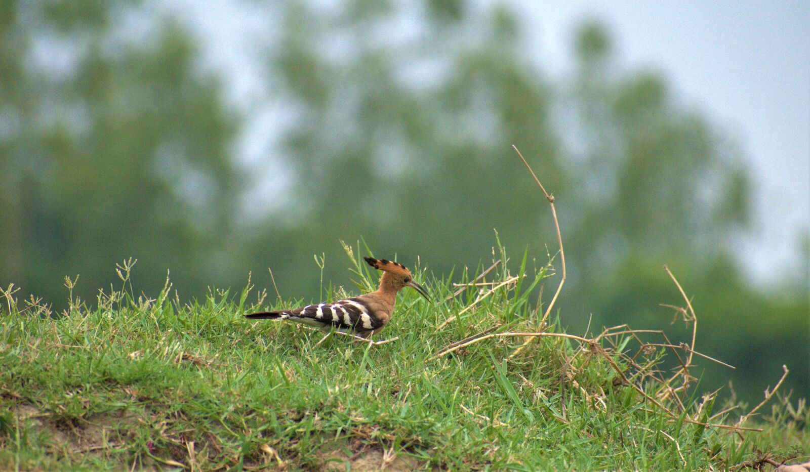 Nikon D5600 sample photo. Woodpecker, animal, bird photography