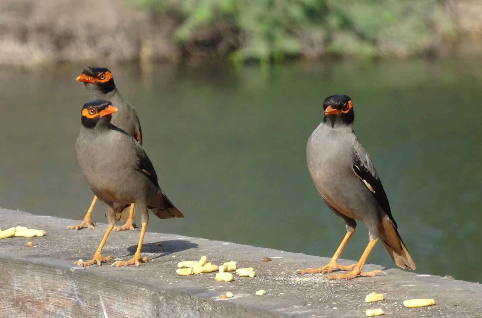 Sony Cyber-shot DSC-HX90V sample photo. Bank myna, passerine, acridotheres photography