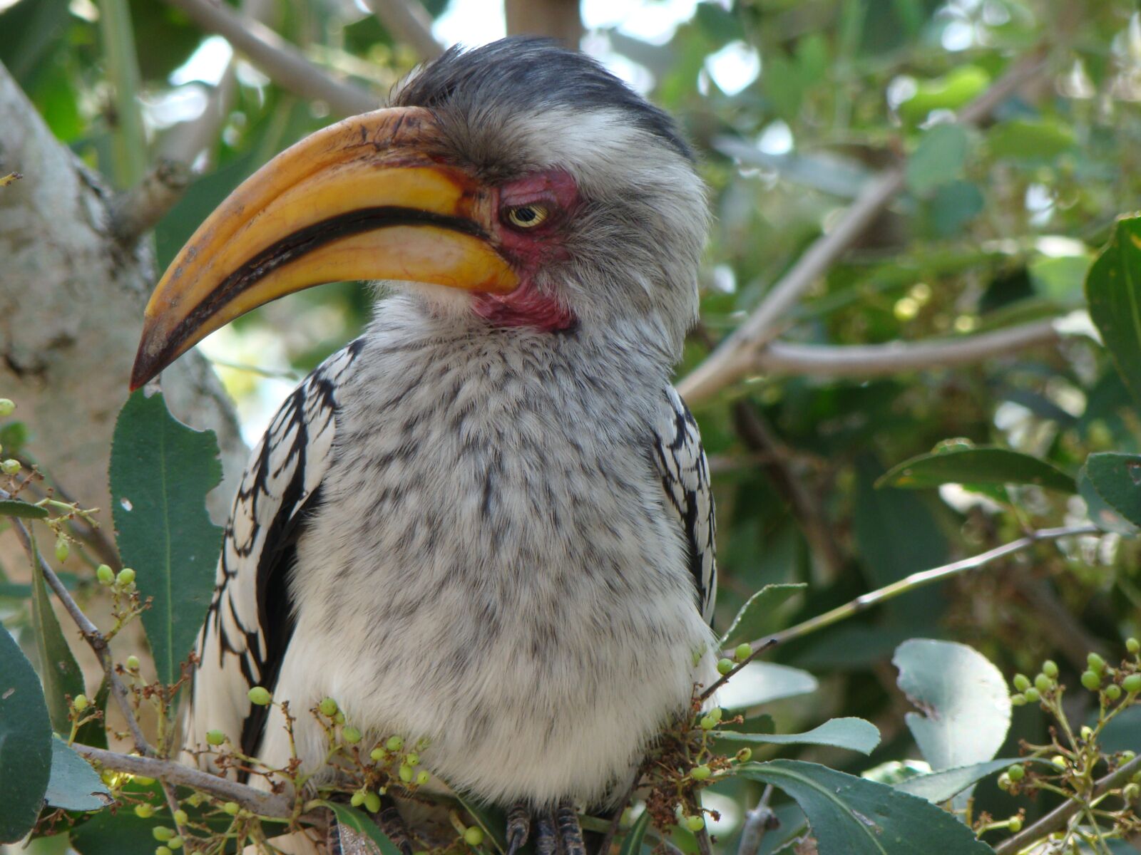 Sony Cyber-shot DSC-H50 sample photo. Hornbill, bird, closeup photography