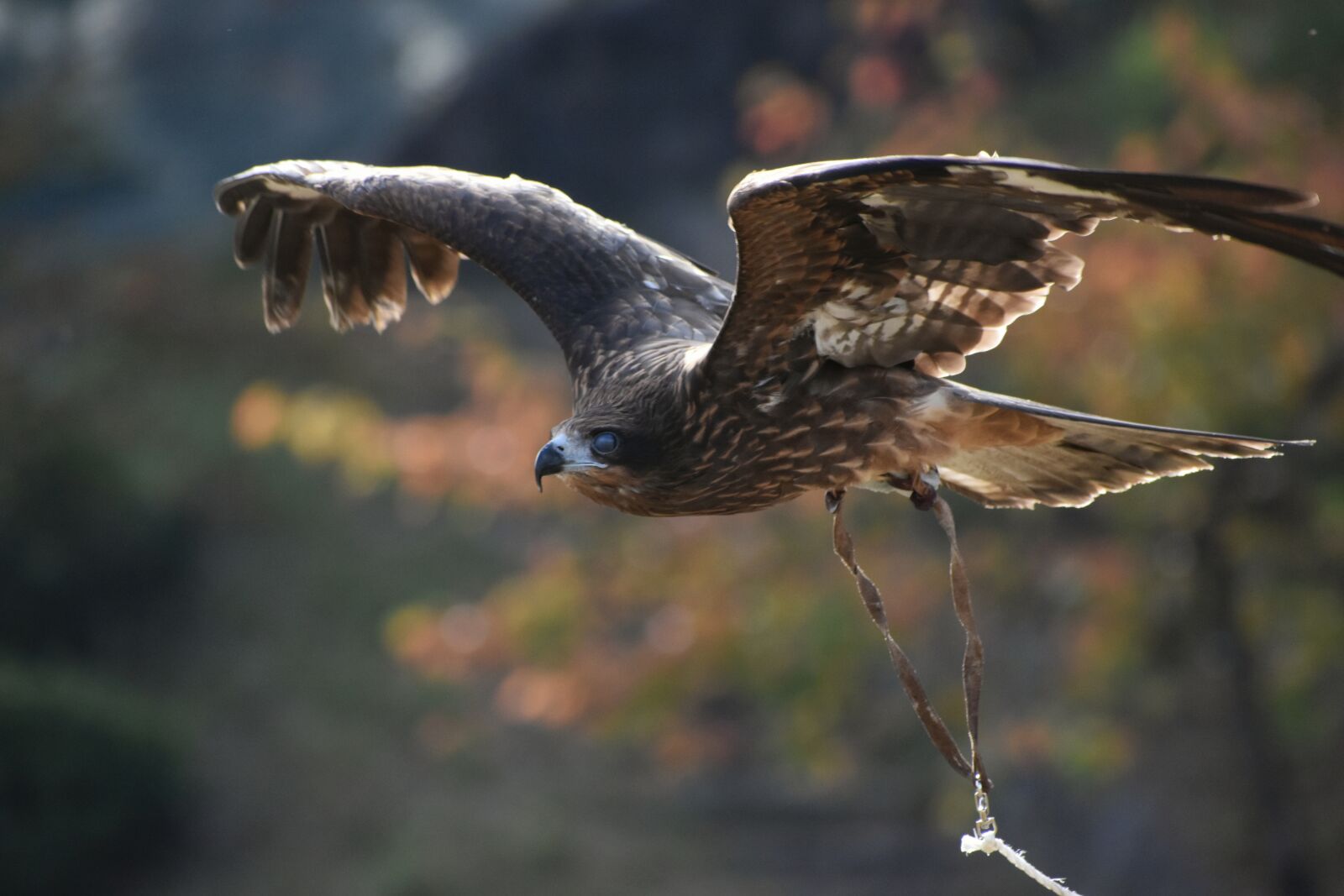 Nikon D7200 sample photo. Animal, natural park, bird photography