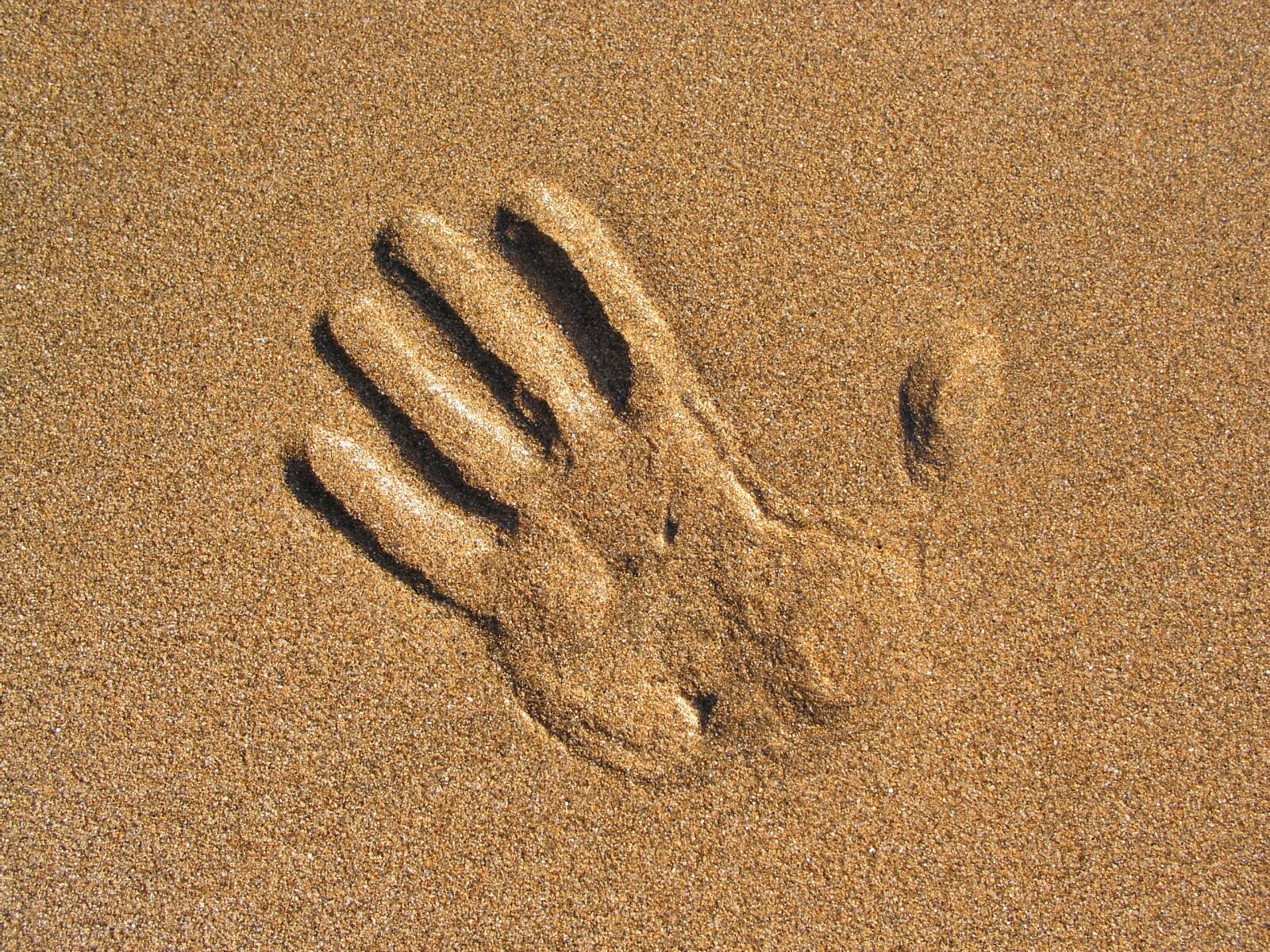 Olympus C5050Z sample photo. Hand, sand, beach photography