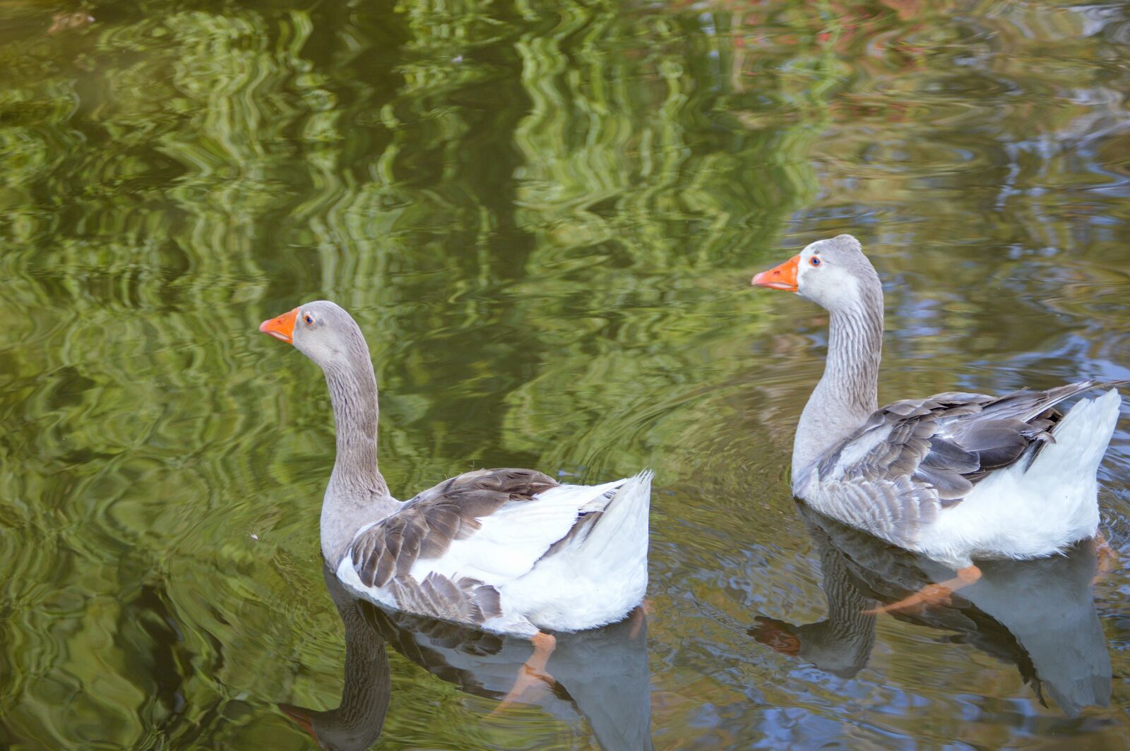 Nikon D3200 sample photo. Duck, ducks, animal photography