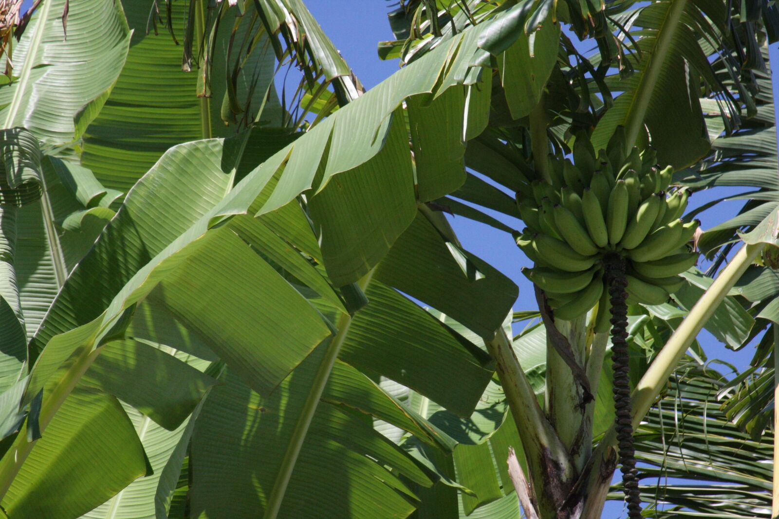 Canon EOS 40D sample photo. Banana, tree, brazil photography