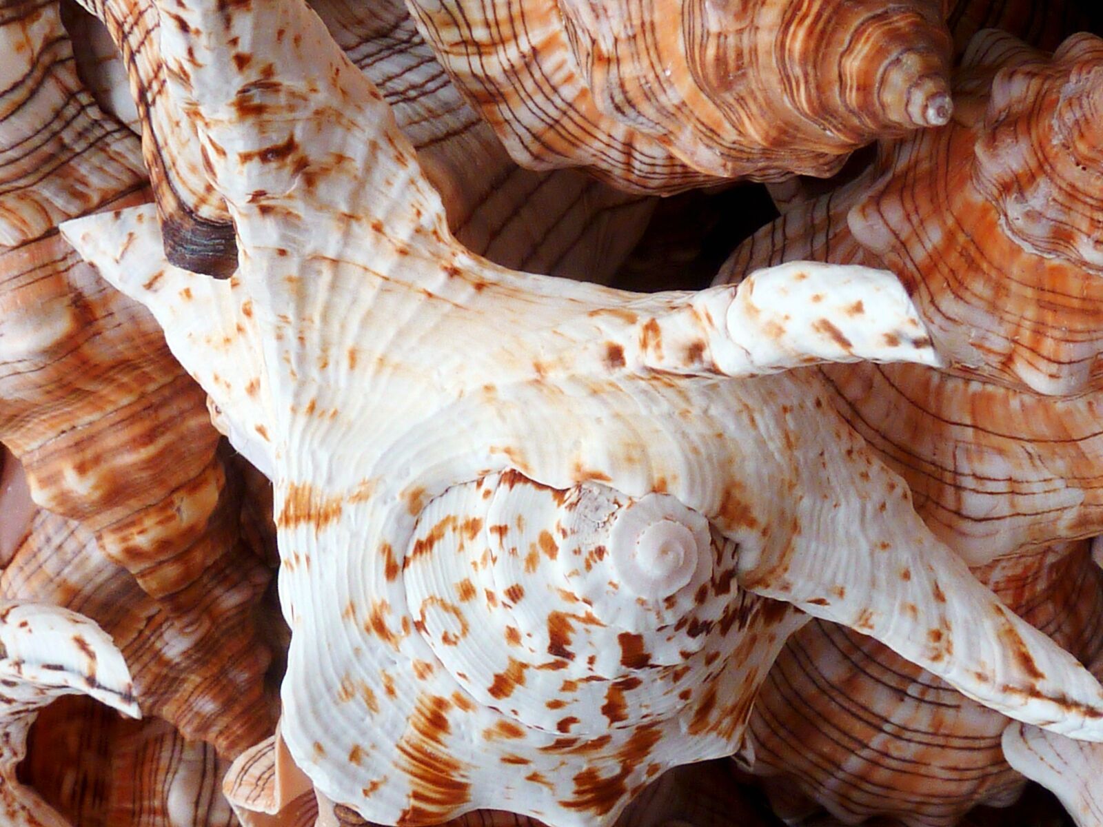 Panasonic DMC-TZ7 sample photo. Shell, sea, beach photography