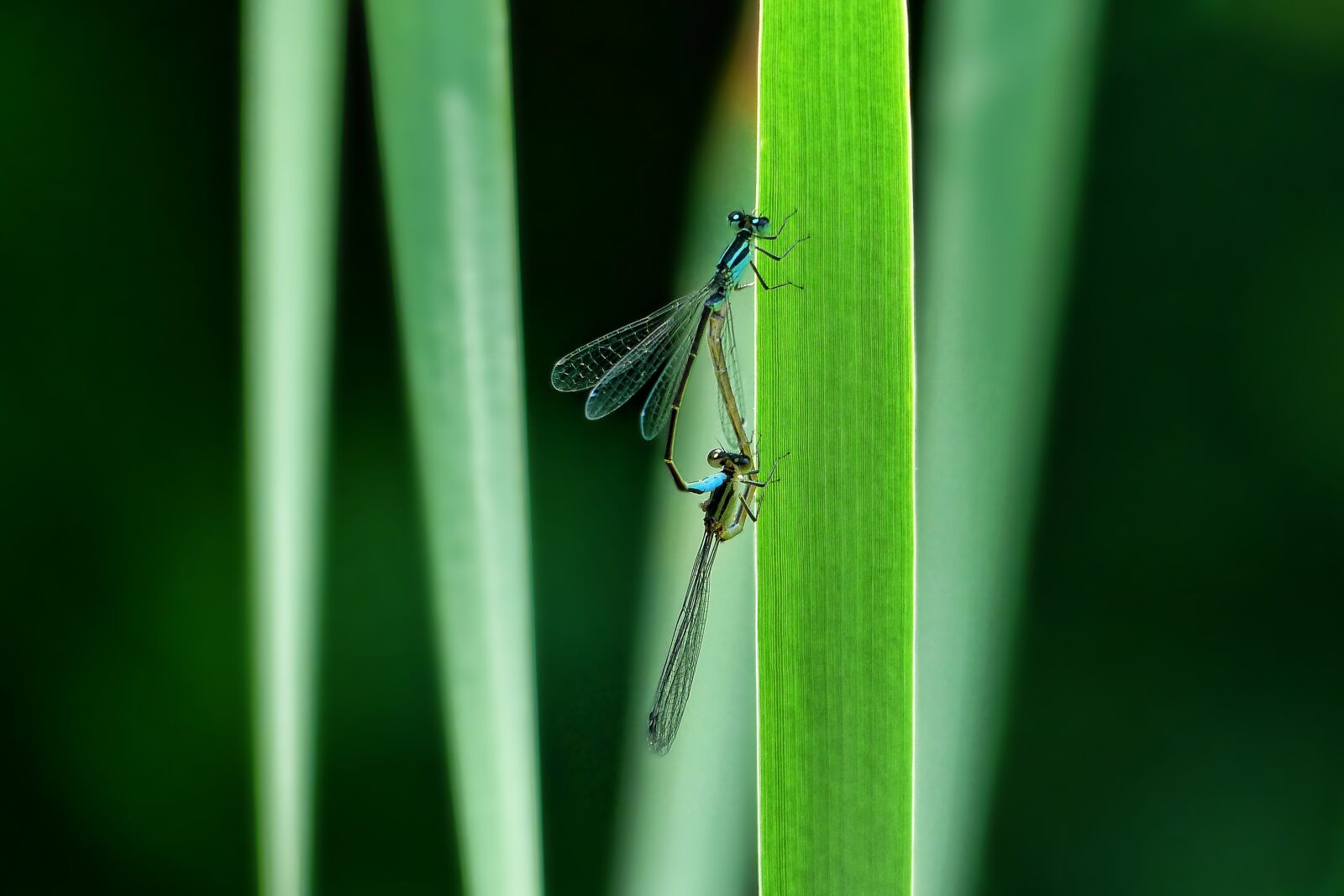 Panasonic Lumix DMC-FZ200 sample photo. Insect, nature, leaf photography