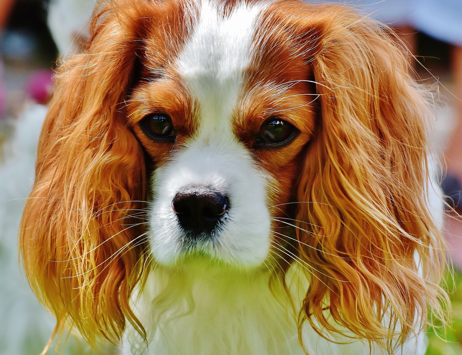 Nikon D7200 sample photo. Dog, cavalier king charles photography