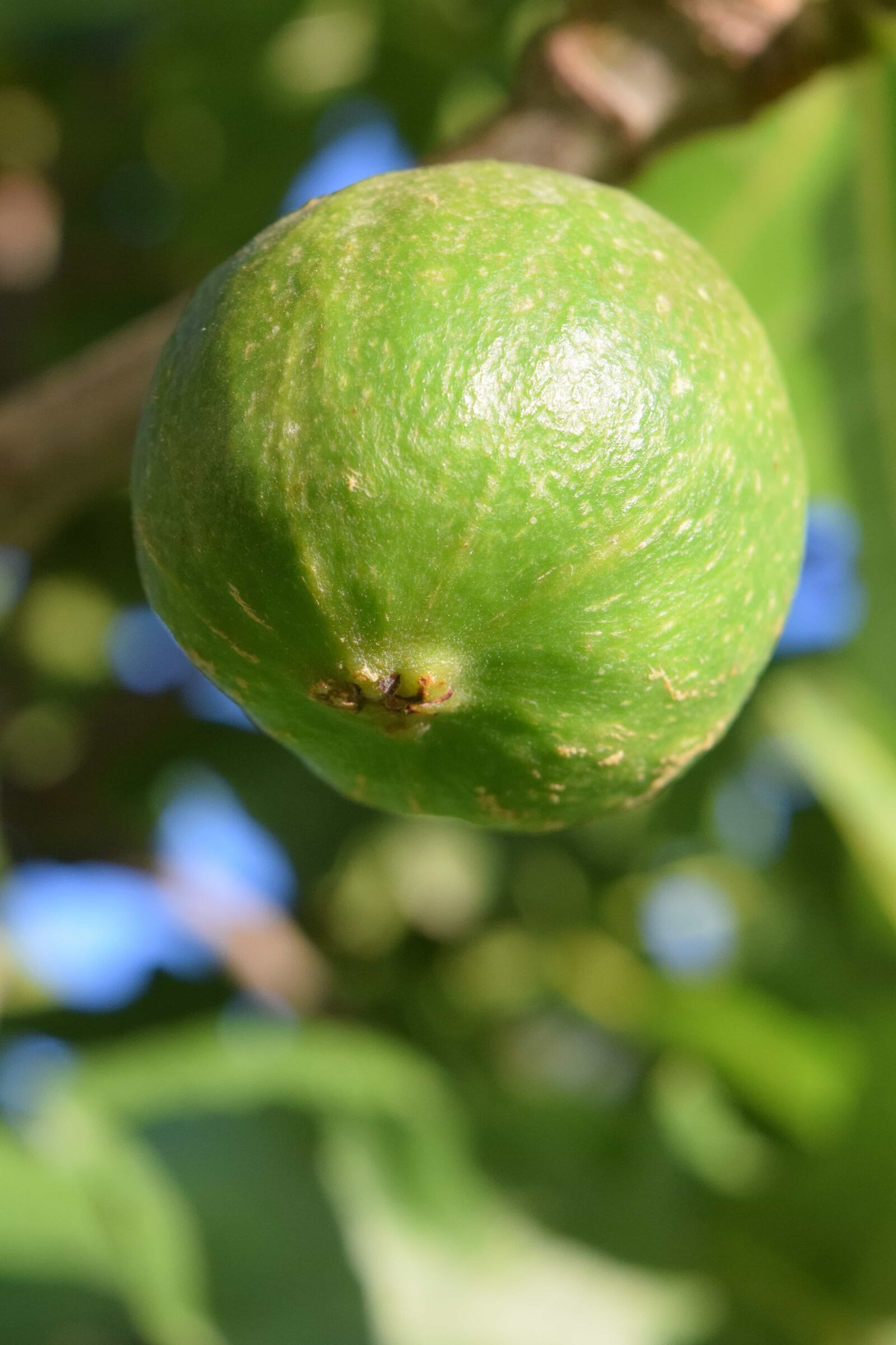 Nikon D3300 sample photo. Fruit, leaf, nature, food photography