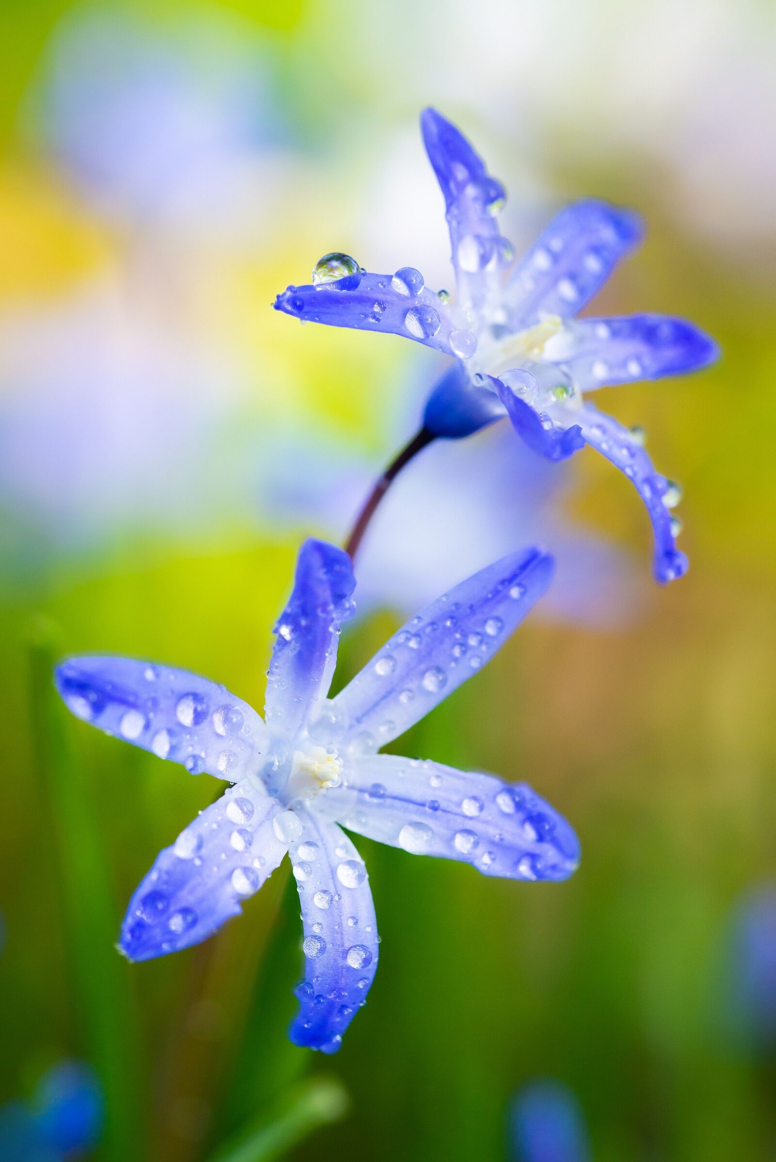Nikon D600 sample photo. Flower, macro, nature photography