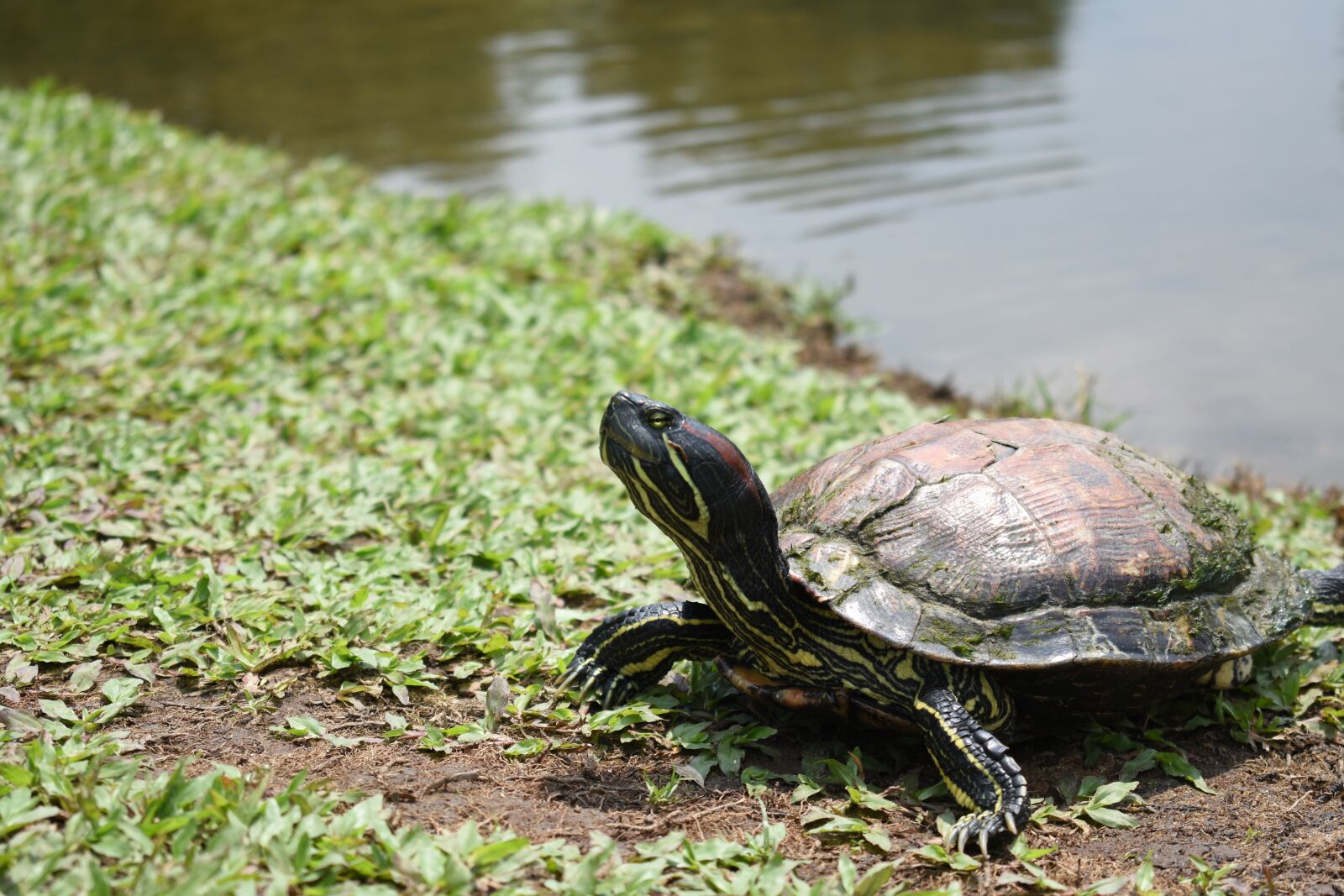 Nikon D3400 sample photo. Turtle, red-eared slider, animal photography