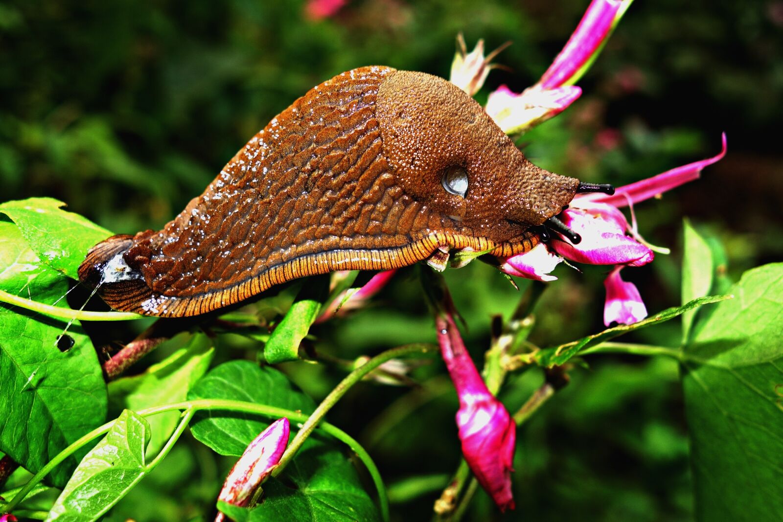 Sony Cyber-shot DSC-RX100 sample photo. Slug, land slug, gastropod photography