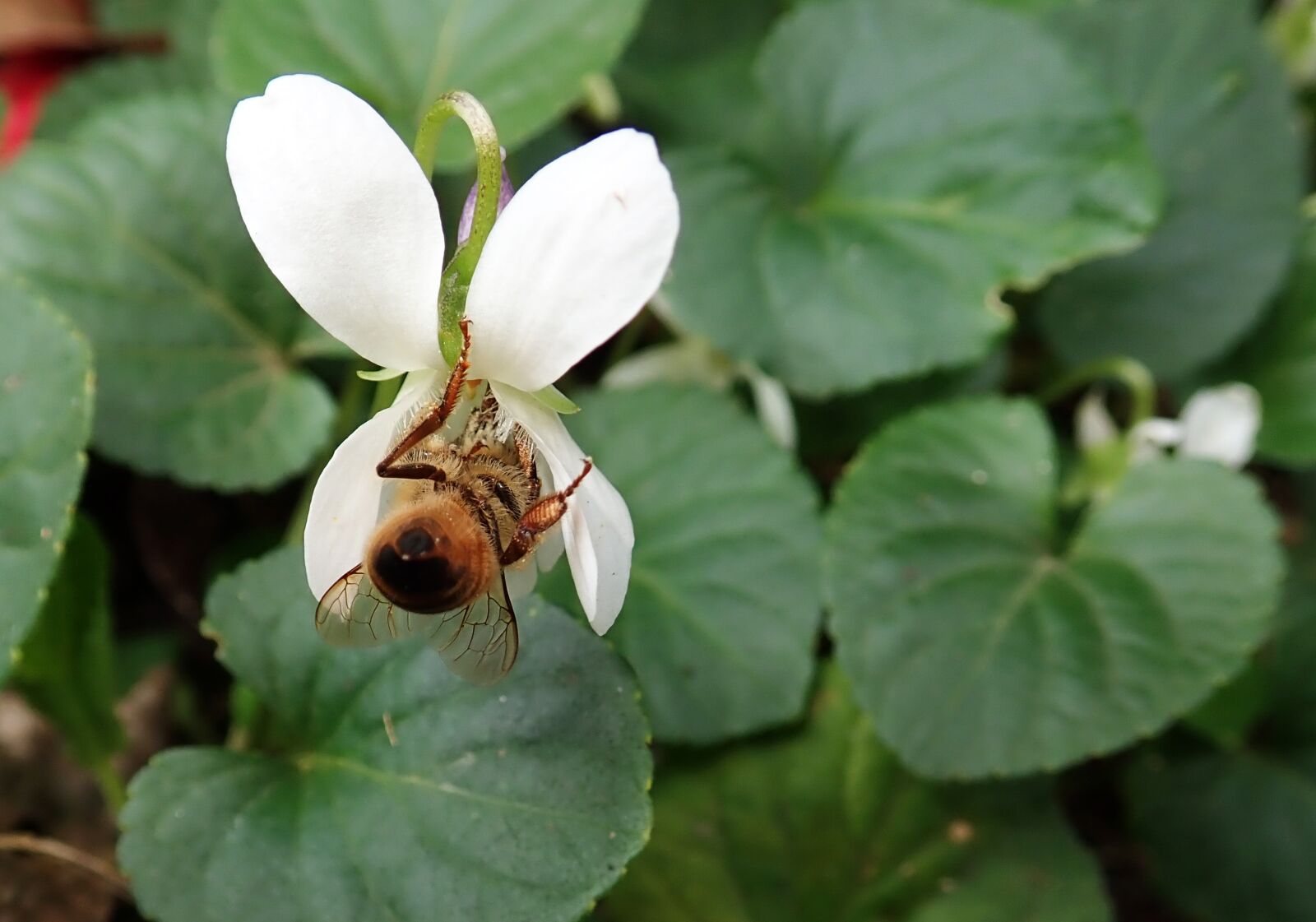 Olympus TG-5 sample photo. Bee, insect, violet photography