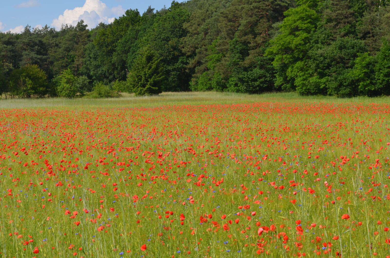 Nikon D5100 sample photo. Meadow, nature, forest photography