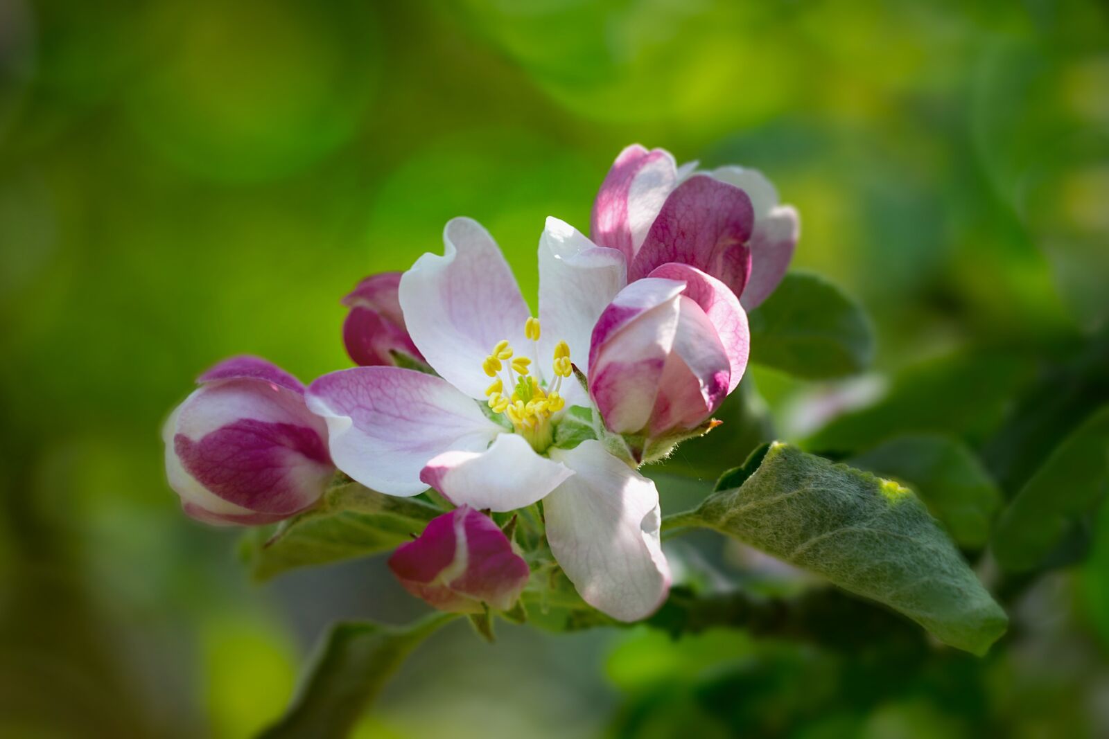 Canon EOS 600D (Rebel EOS T3i / EOS Kiss X5) sample photo. Cherry blossom, pink, tender photography