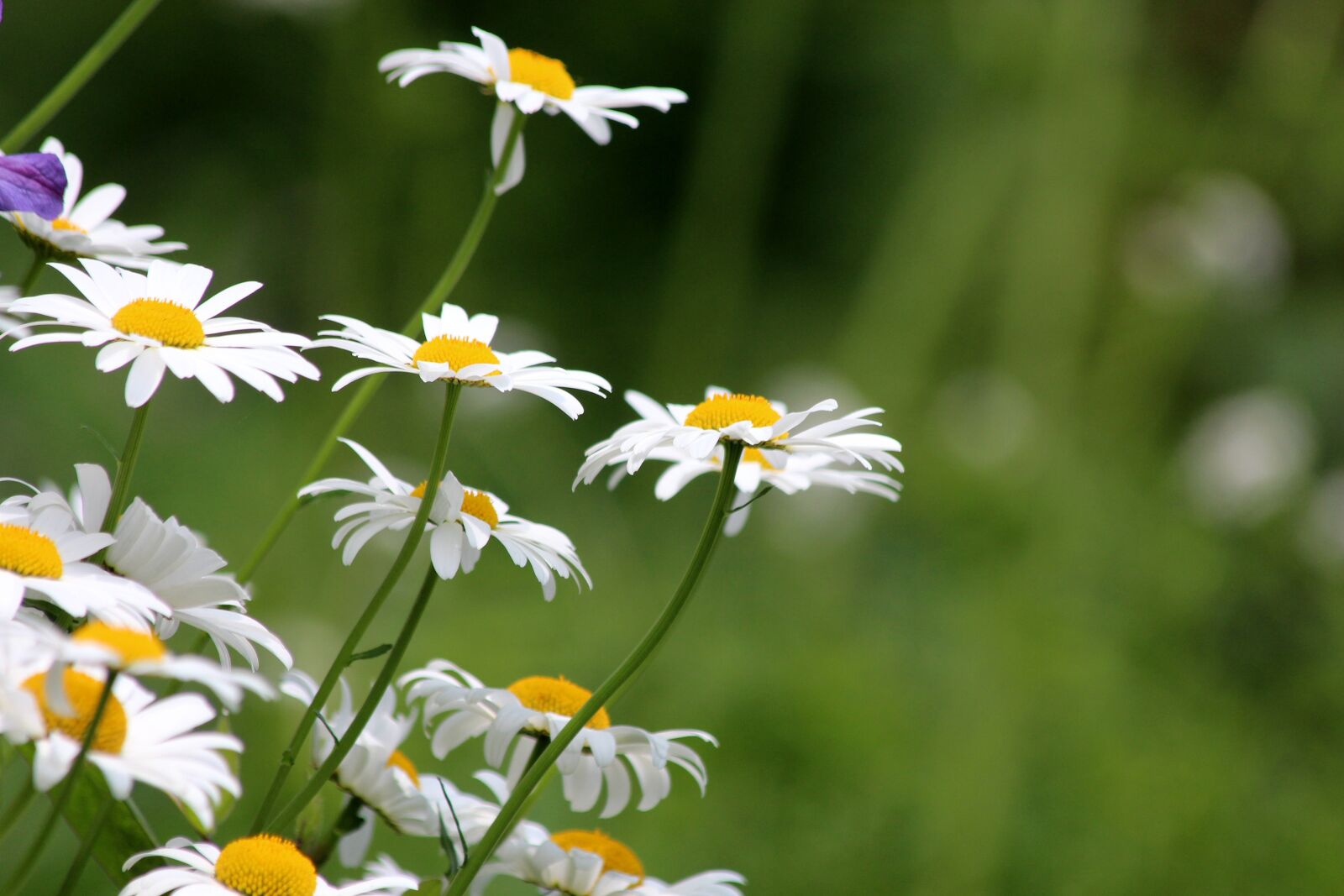 Canon EOS 650D (EOS Rebel T4i / EOS Kiss X6i) sample photo. Chamomile, flowers, white flowers photography