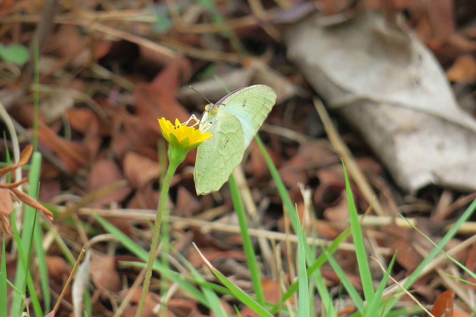 Canon PowerShot G3 X sample photo. Wedelia, nature, flower photography