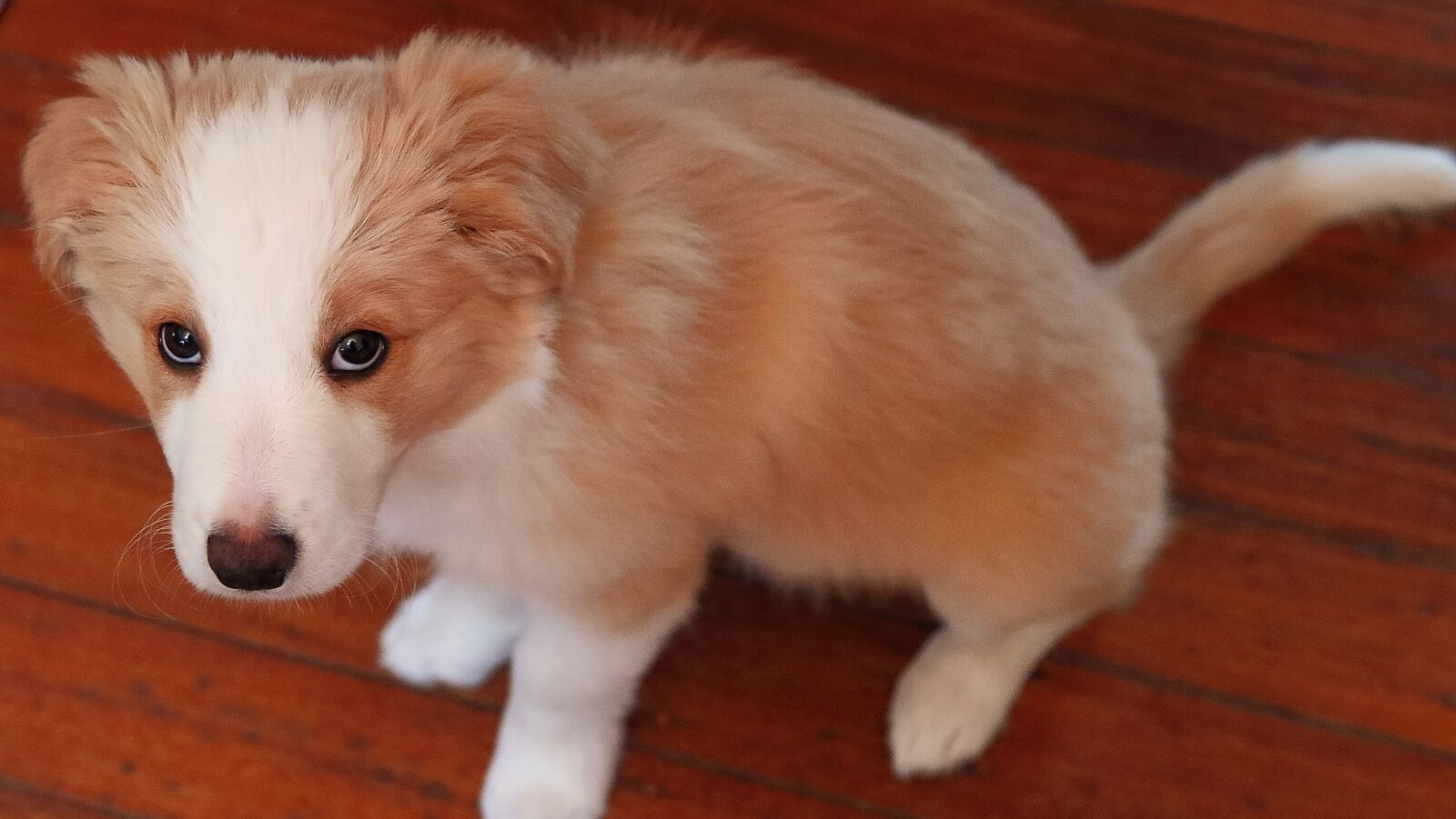 Canon EOS 7D Mark II sample photo. Pup, cute, sitting photography