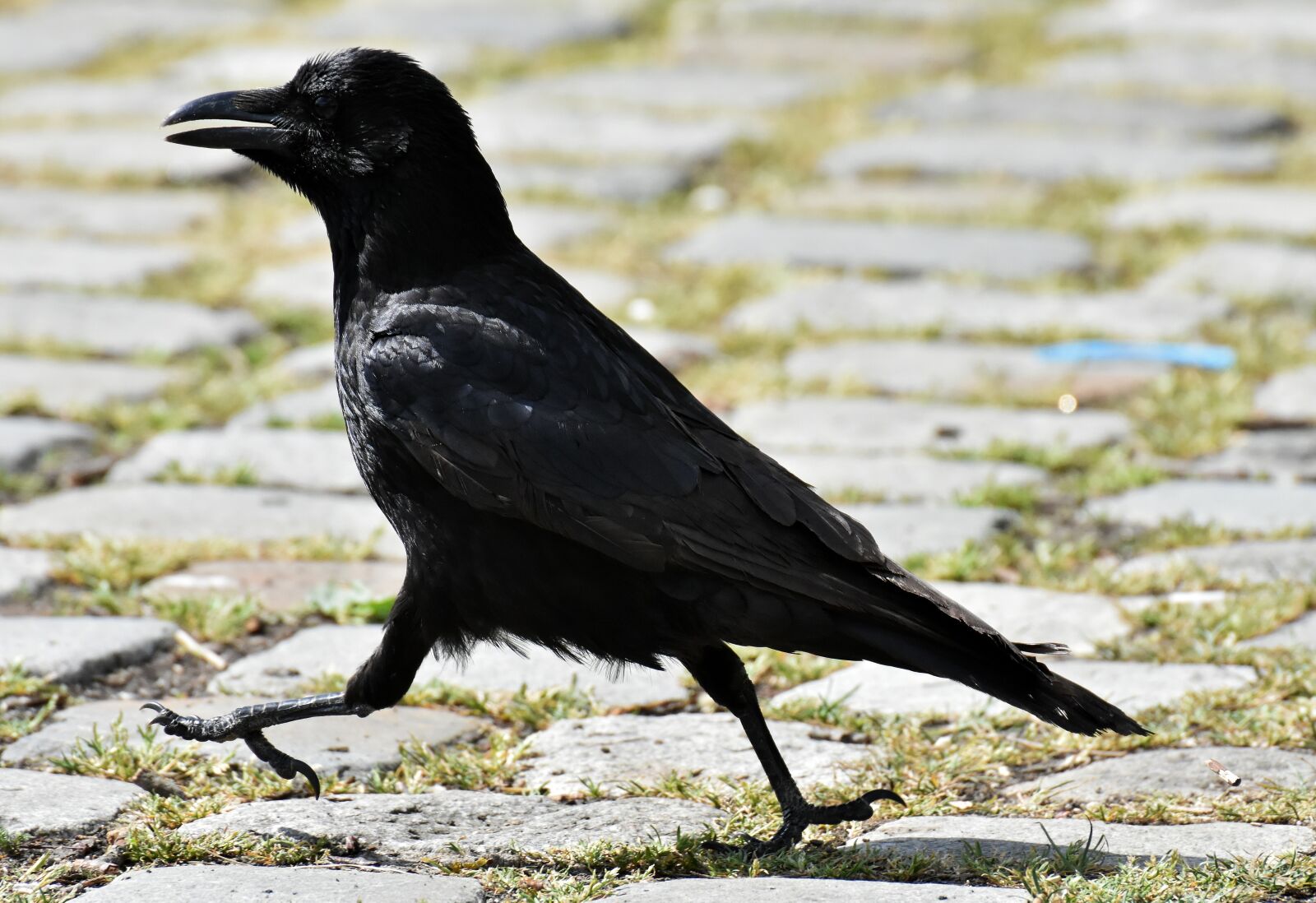 Nikon D7200 sample photo. Crow, raven bird, raven photography