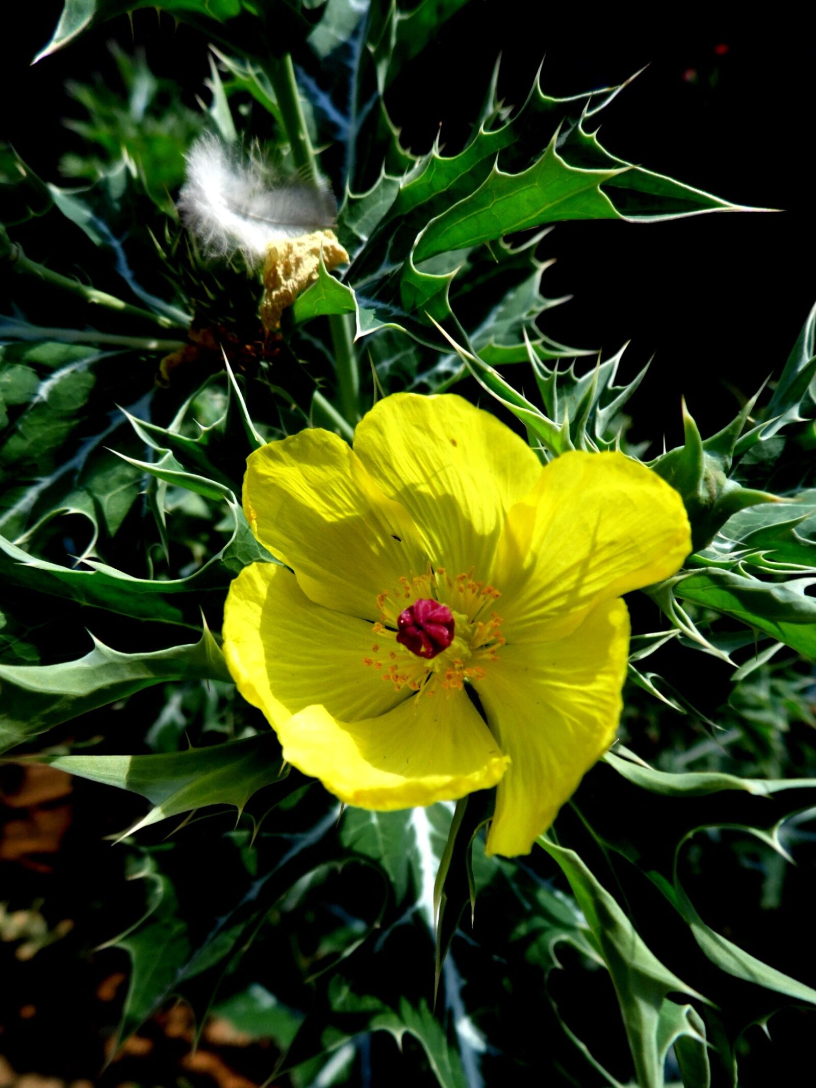 Samsung WB100/  WB101 sample photo. Cnicus, benedictus, thistle photography