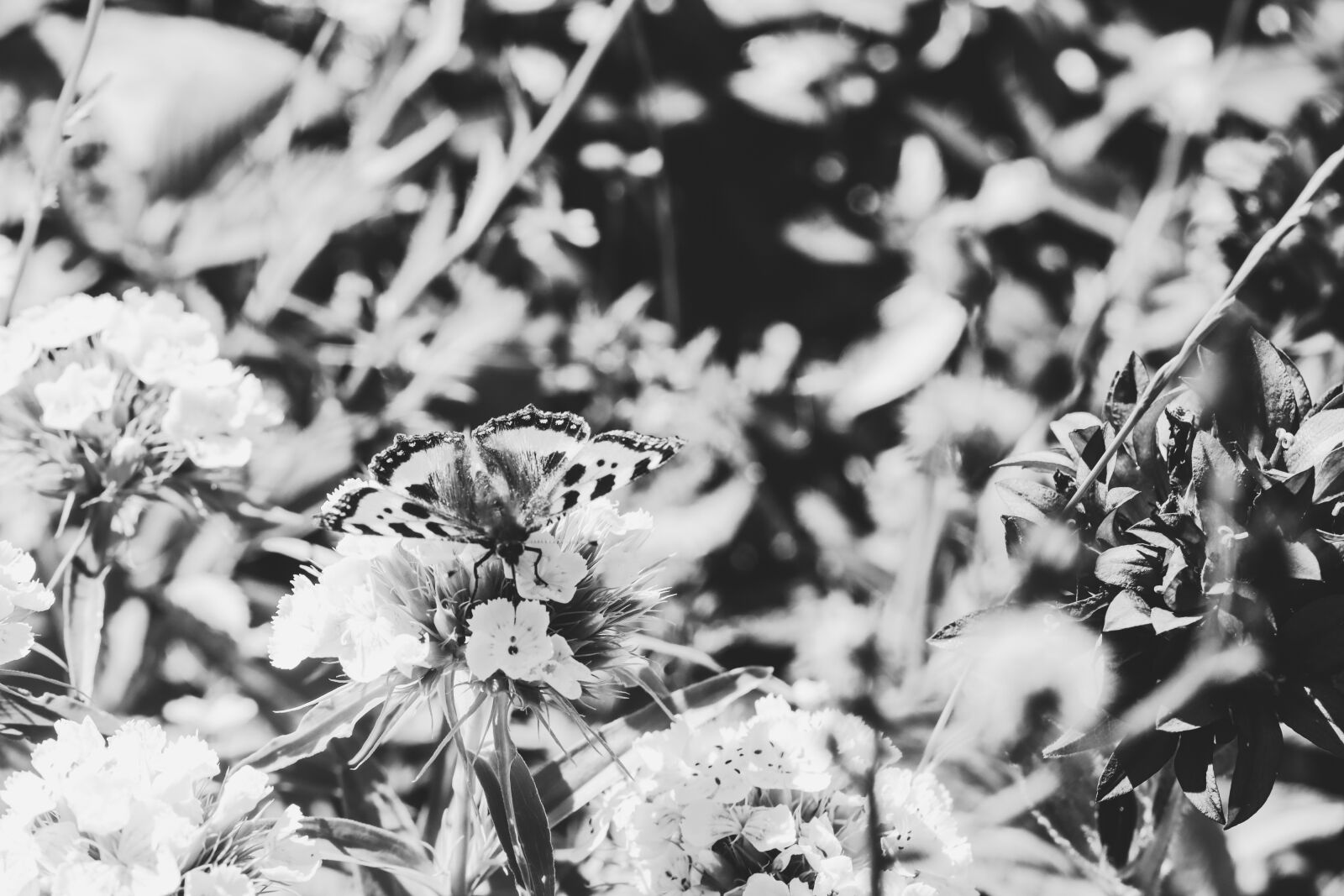 Canon EOS R sample photo. Butterfly, summer, wings photography