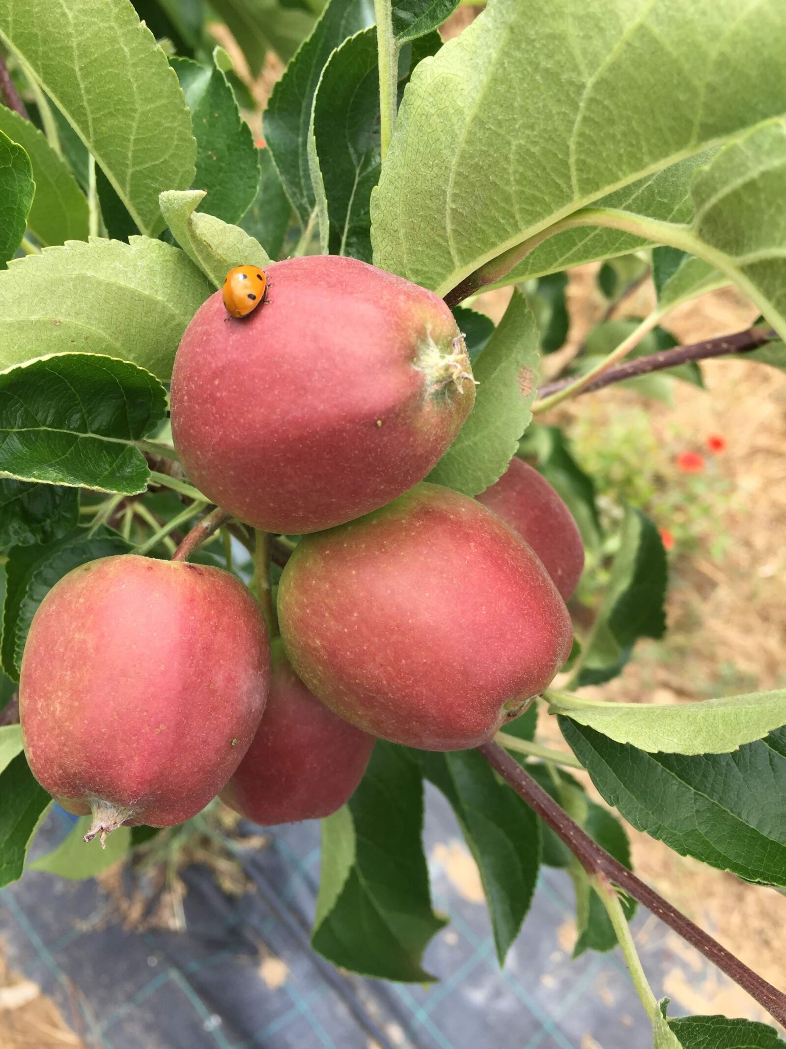 Apple iPhone 6 sample photo. Ladybug, apple trees, golden photography