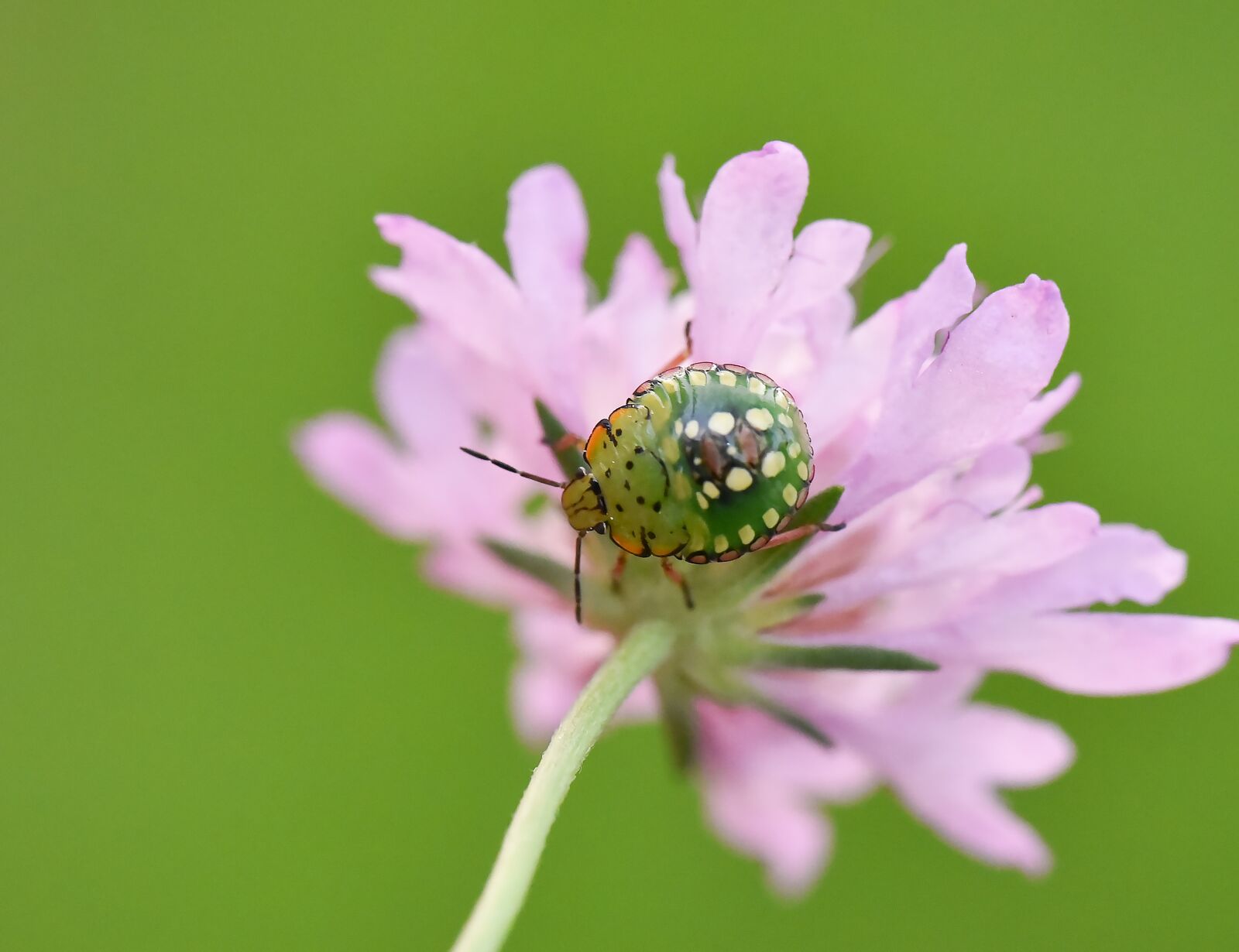 Nikon D750 sample photo. Macro, green, wild photography