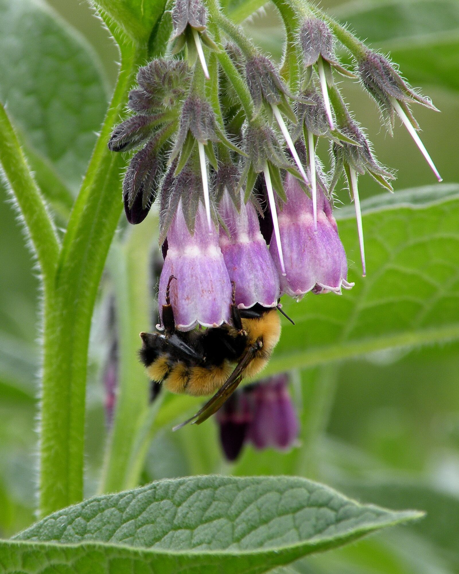 Nikon Coolpix P80 sample photo. Bumble bee, bee, flower photography