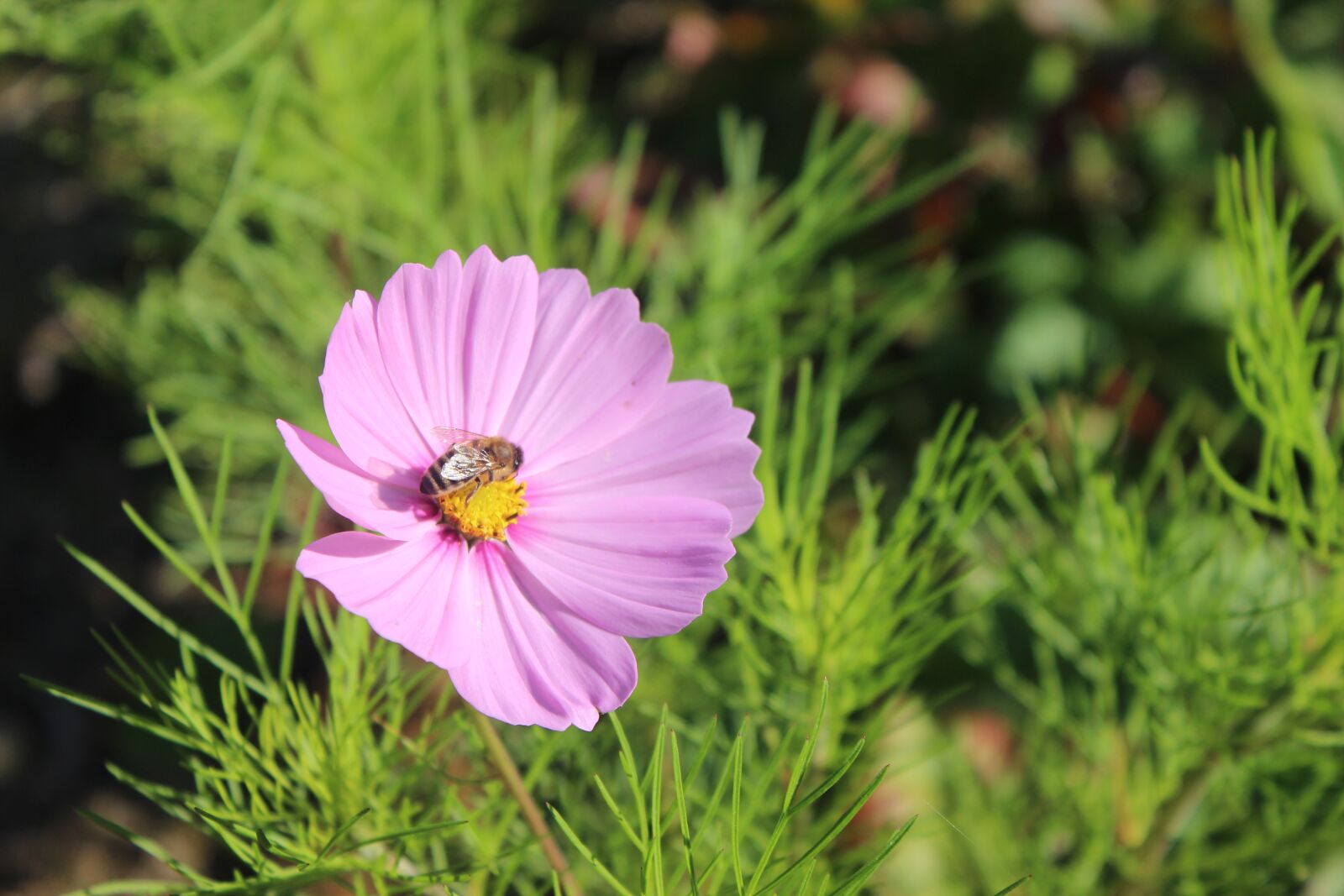 Canon EOS 600D (Rebel EOS T3i / EOS Kiss X5) sample photo. Bee, insect, flower photography