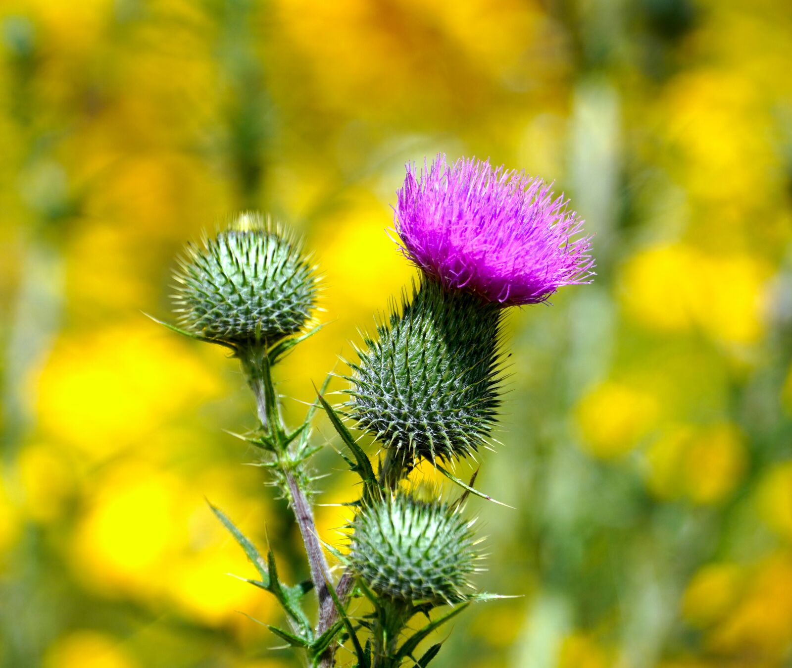 Sony a6400 + Sony E PZ 18-105mm F4 G OSS sample photo. Thistle, blossom, bloom photography
