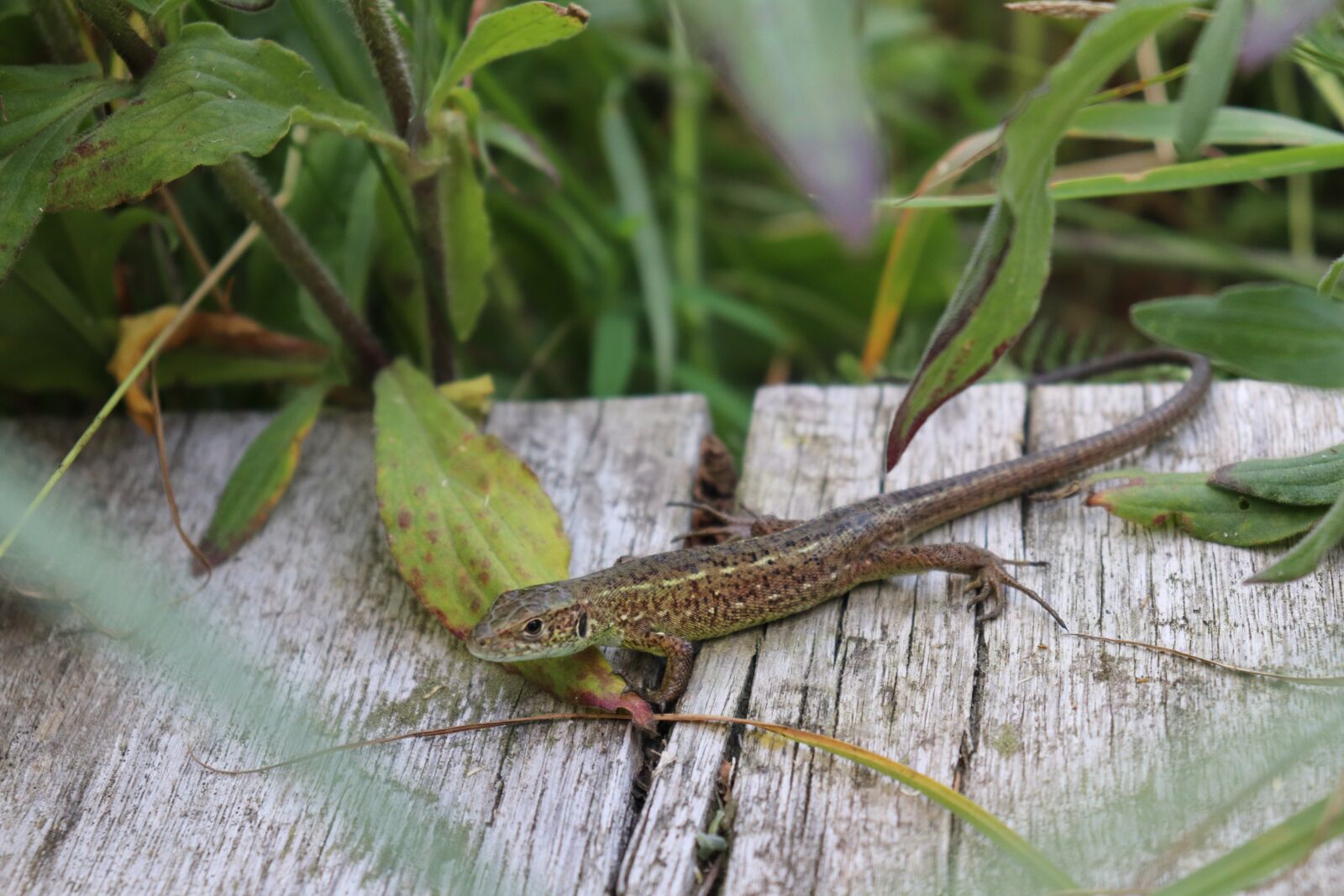 Canon EOS 200D (EOS Rebel SL2 / EOS Kiss X9) sample photo. Lizard, forest, nature photography