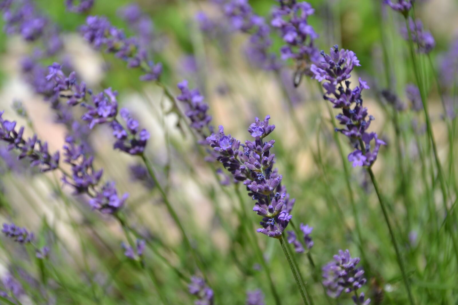 Nikon D3100 sample photo. Lavender, fragrance, purple photography