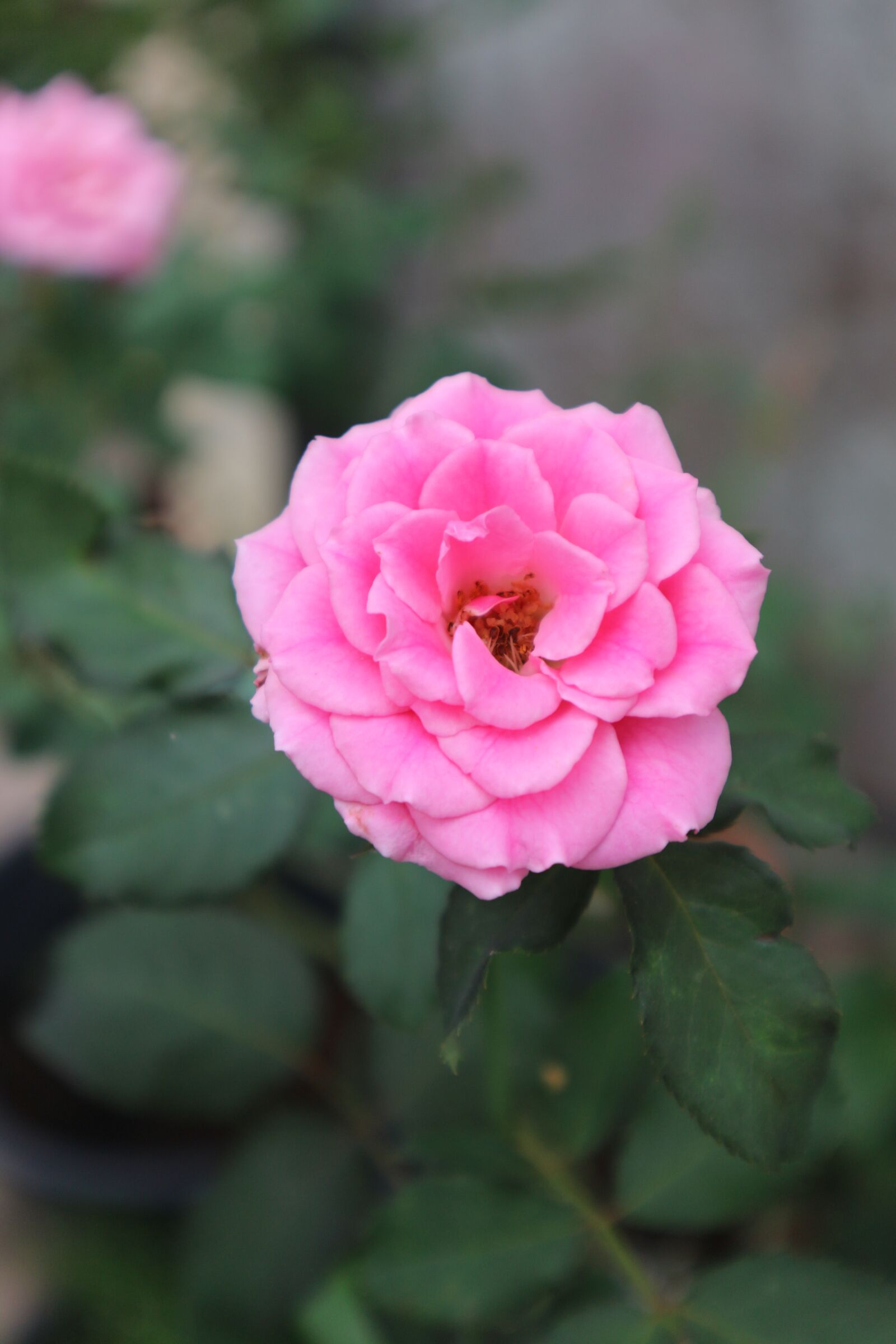 Canon EOS M10 sample photo. Rose, pink, flowers photography