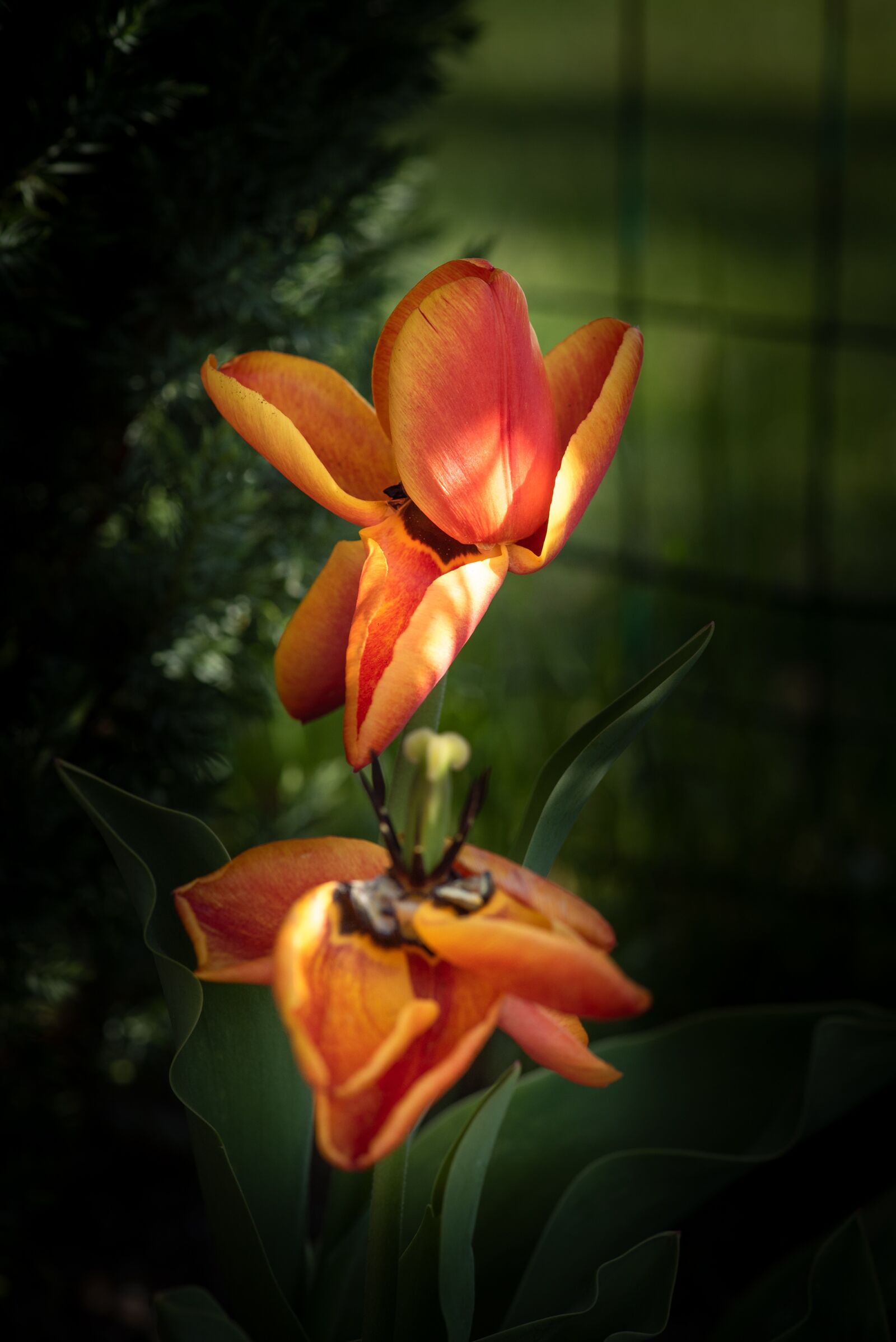 Nikon D750 sample photo. Tulip, flower, blossom photography