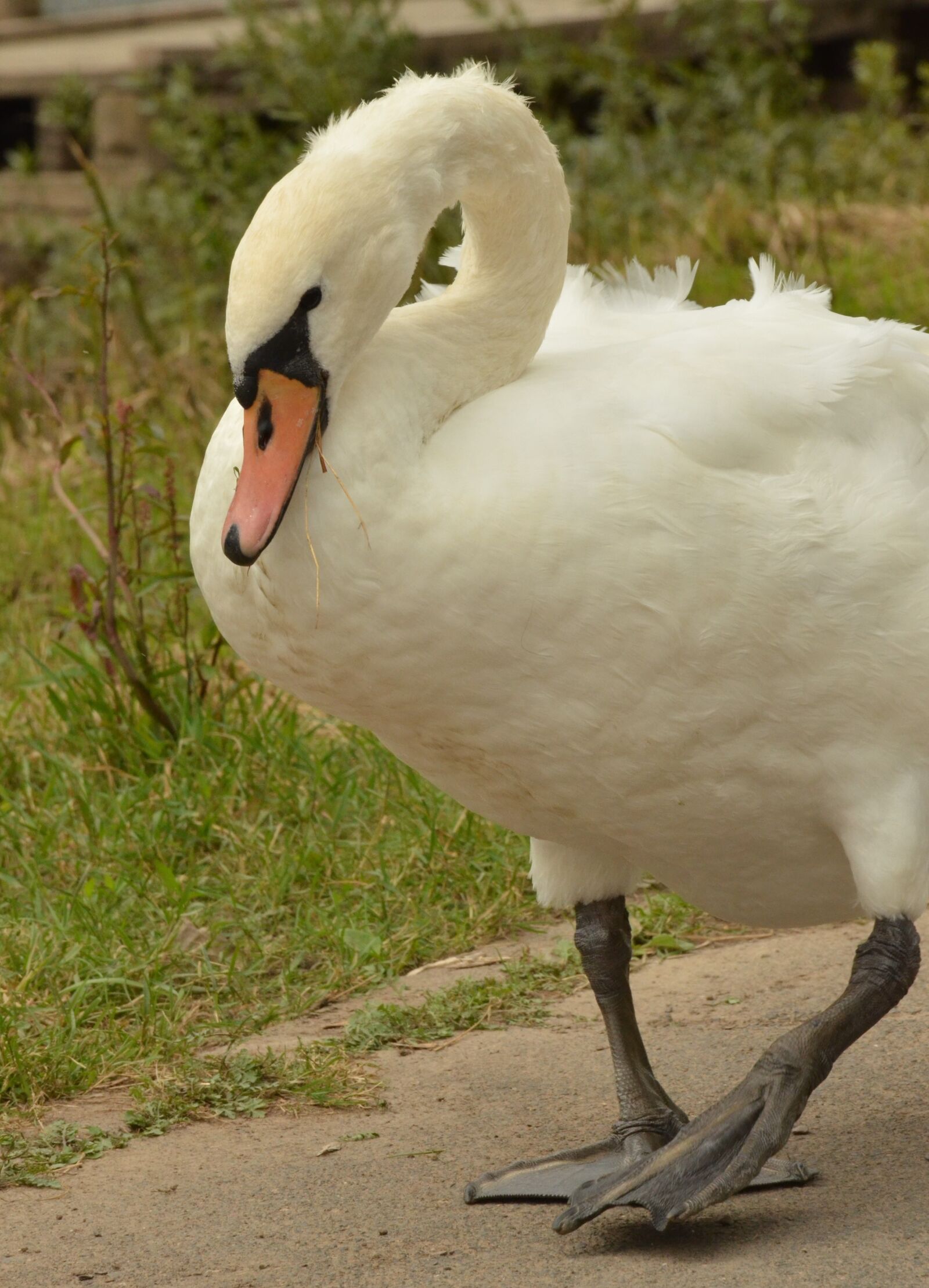Nikon D7000 sample photo. Swan, bird, waterfowl photography