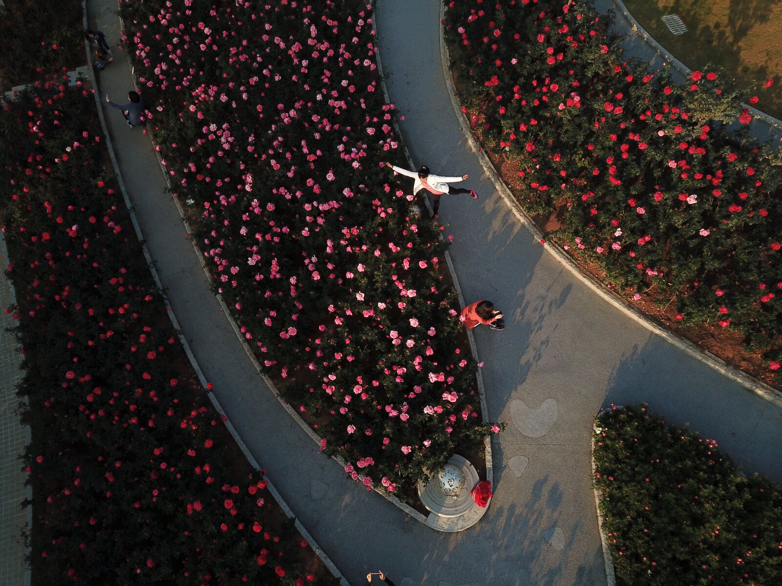 DJI FC220 sample photo