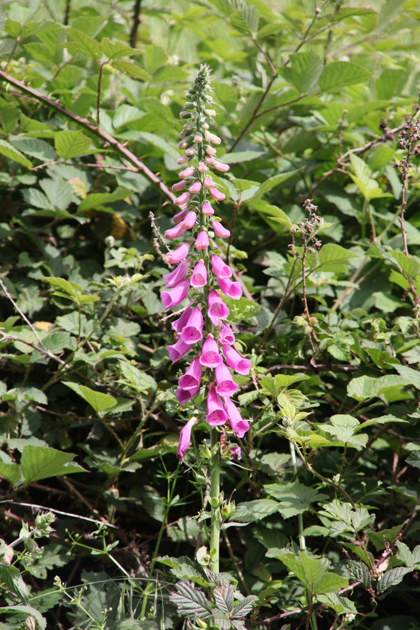 Canon EOS 7D Mark II sample photo. Purple foxglove, flower, poison photography