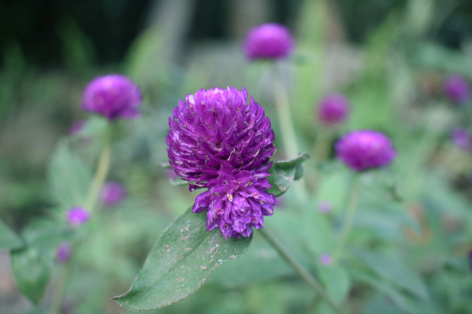 Nikon D3400 sample photo. Flower, nature, hippie photography