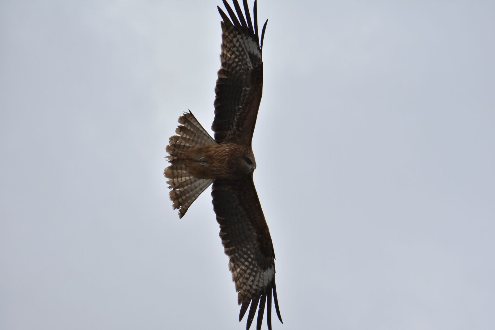 Nikon D7200 sample photo. Animal, sky, bird photography