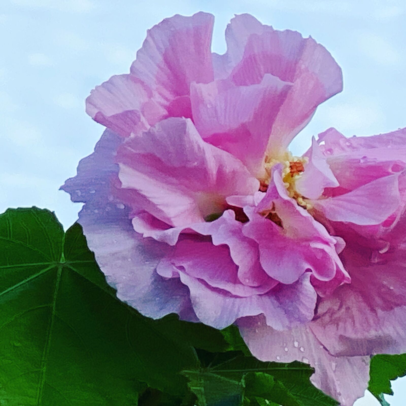 iPhone 11 Pro Max back triple camera 6mm f/2 sample photo. Hibiscus, flower, pink photography