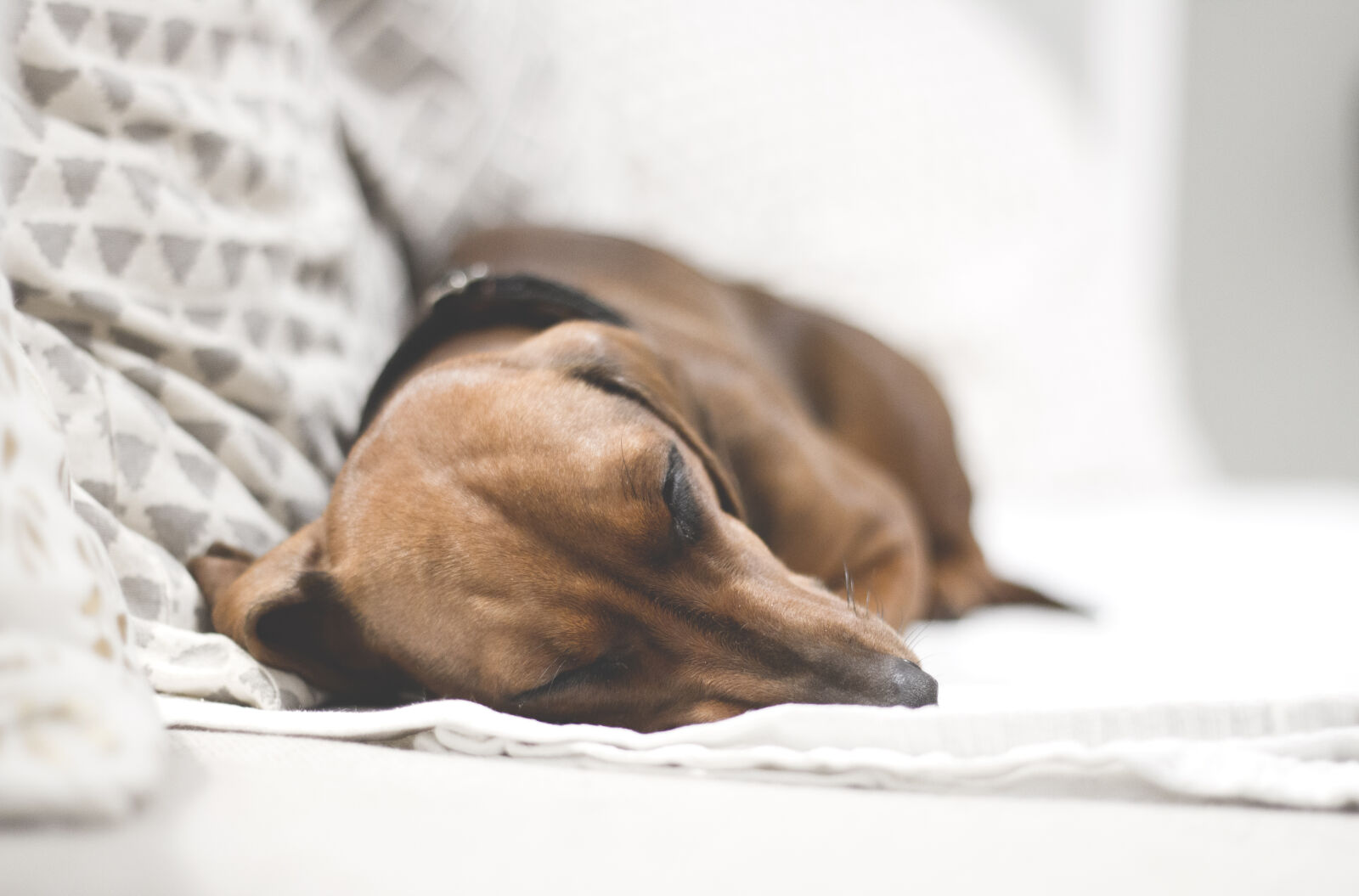 Canon EOS 70D + Canon EF 50mm F1.8 II sample photo. Animals, autumn, bed, dachshund photography