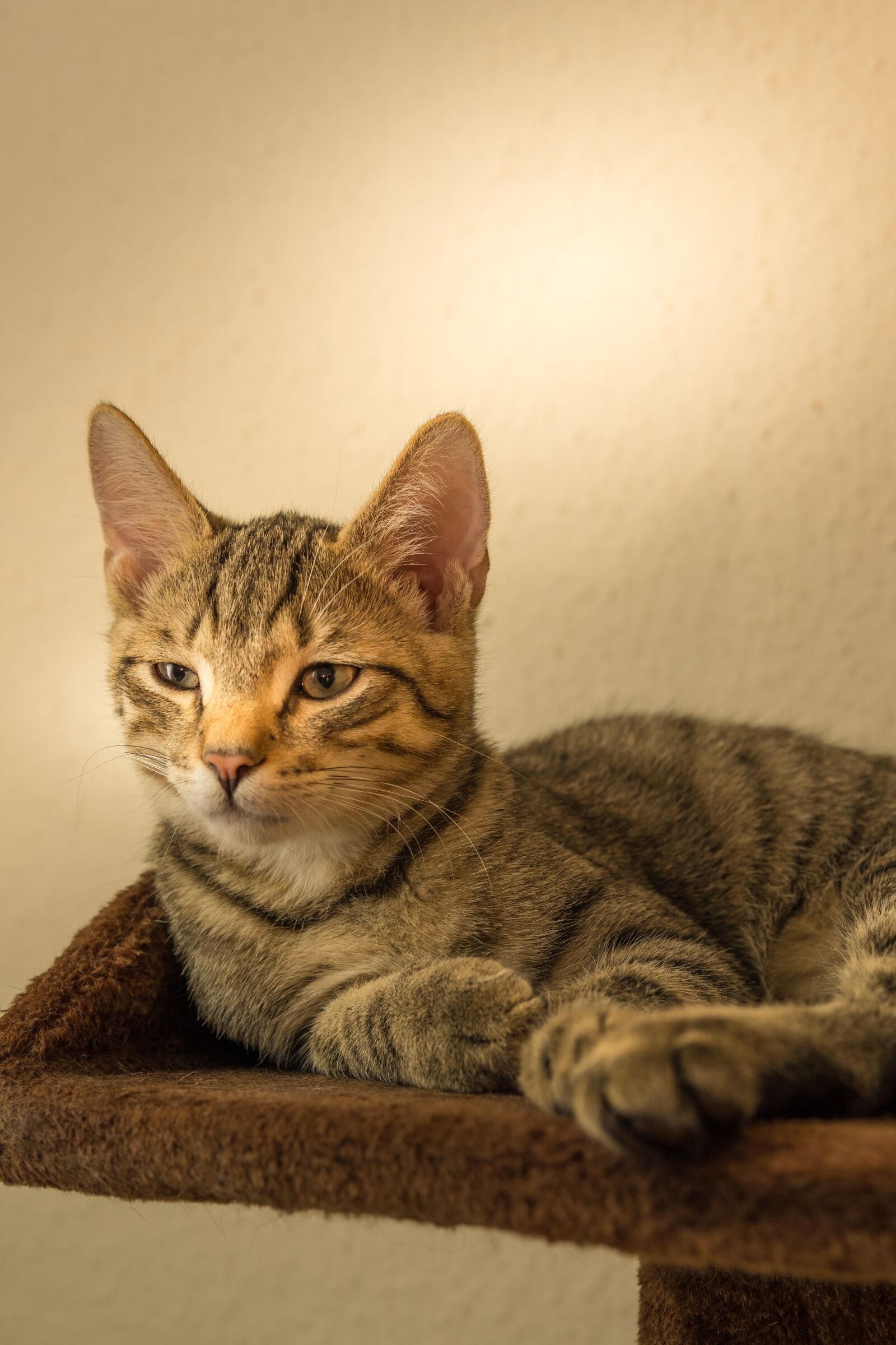 30mm F1.4 DC DN | Contemporary 016 sample photo. Cat, small, mackerel photography
