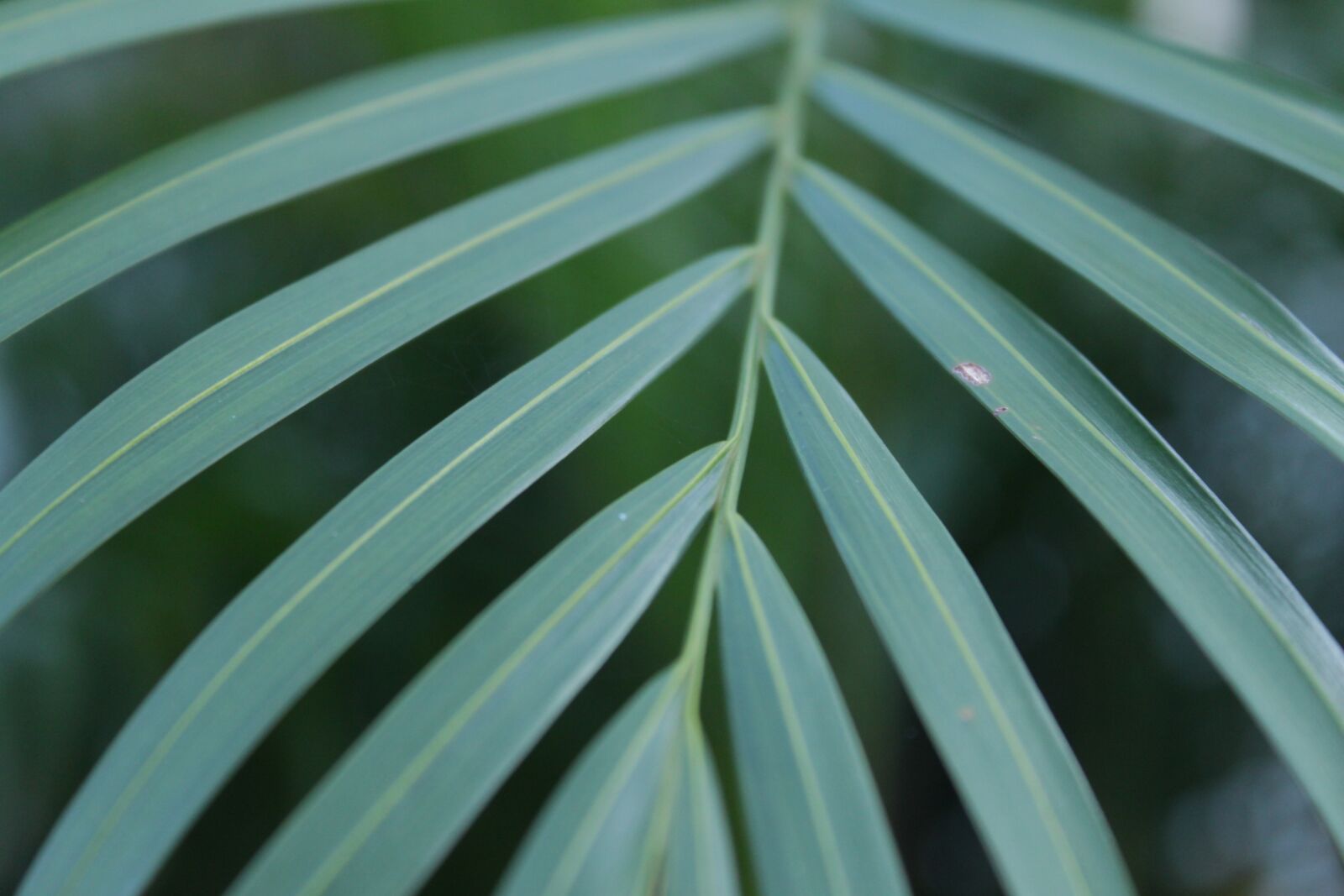 Canon EOS 500D (EOS Rebel T1i / EOS Kiss X3) sample photo. Leaf, green, nature photography