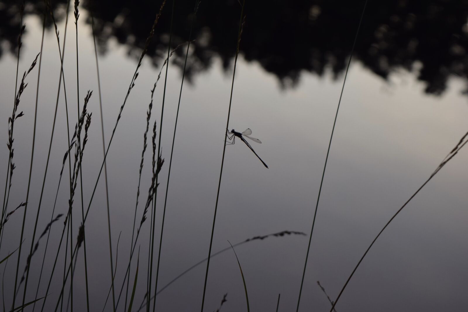 Nikon D3300 sample photo. Sweden, lake, dragonfly photography