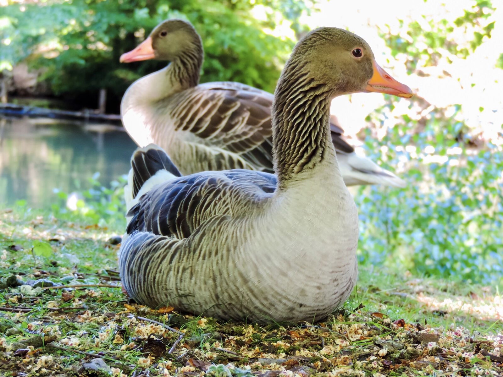 Nikon Coolpix P520 sample photo. Gray geese wild geese photography