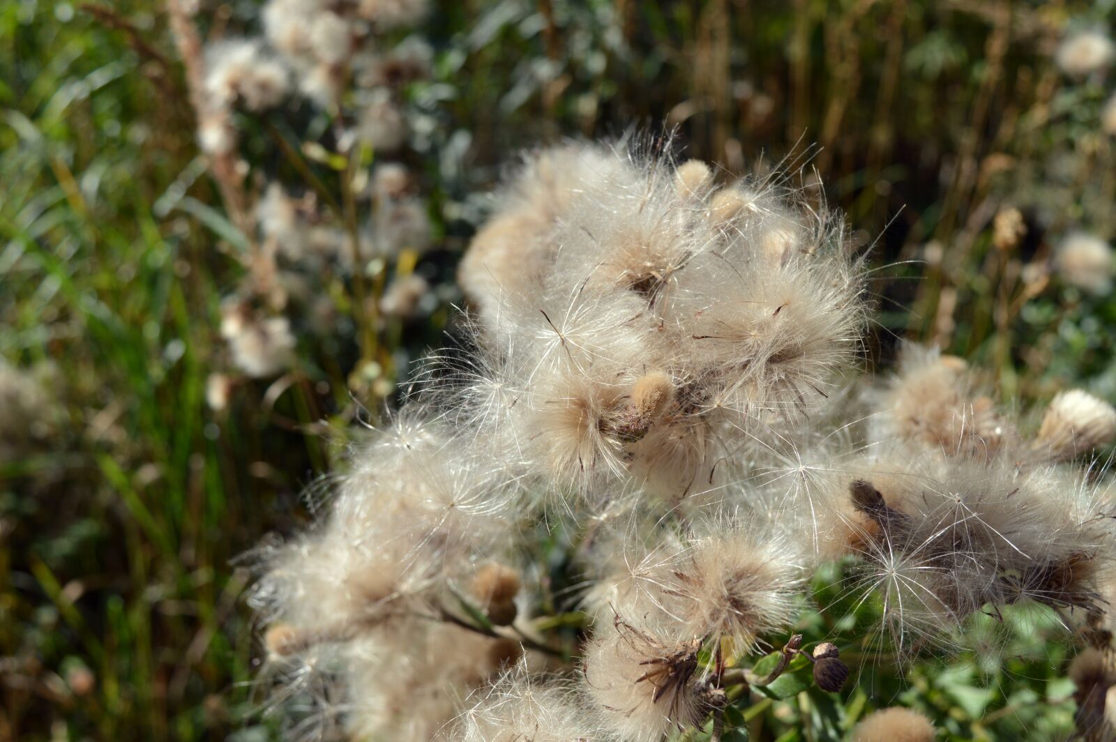 Nikon D3200 sample photo. Furry, seeds, plants photography