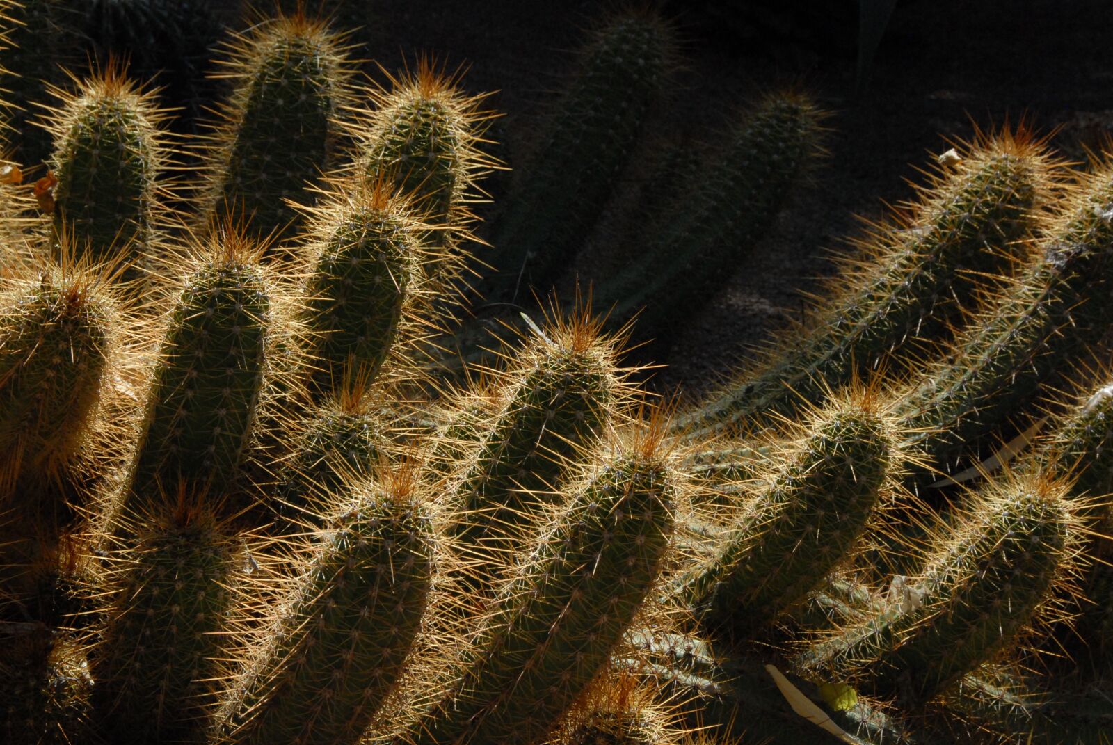 Nikon D200 sample photo. Cactus, morocco, garden photography