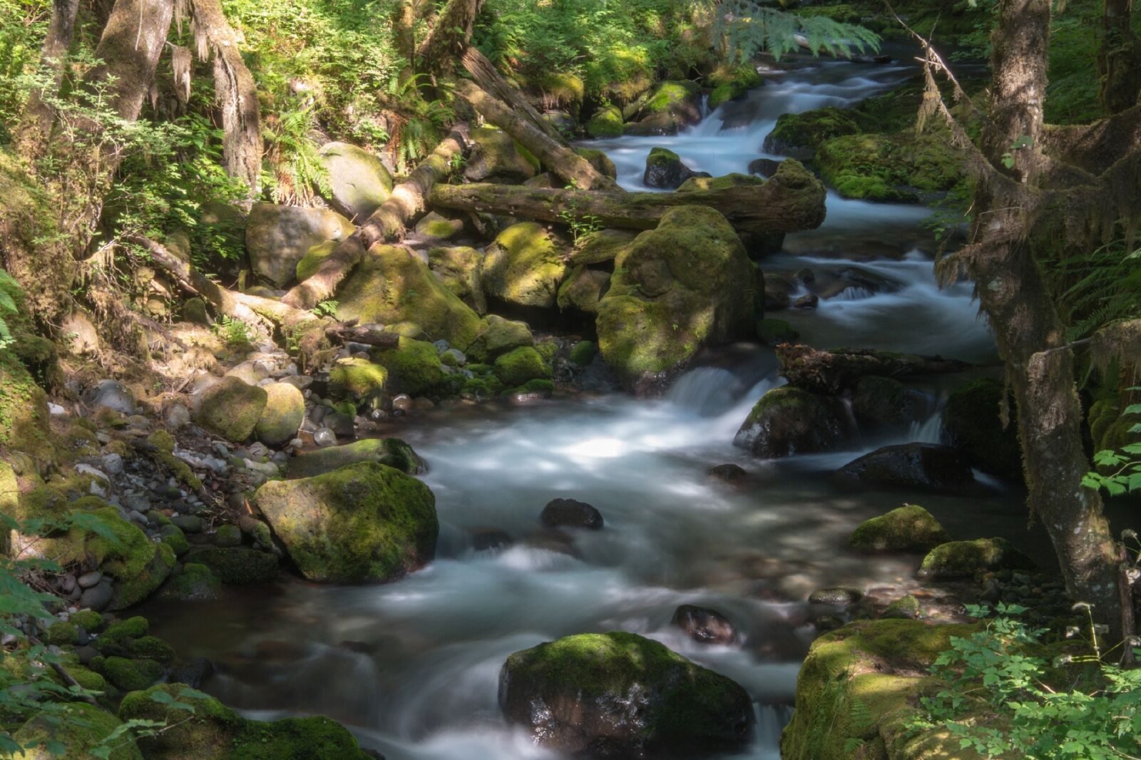Nikon D800 sample photo. Creek, woods, wilderness photography